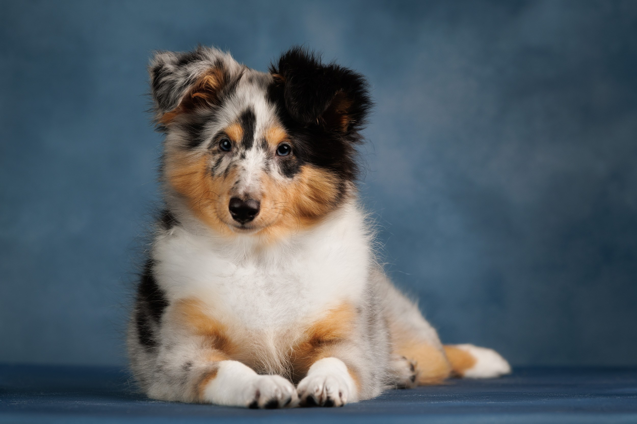Шелтята Пушкино. Фотограф-анималист в Москве и Московской области Татьяна Фролова