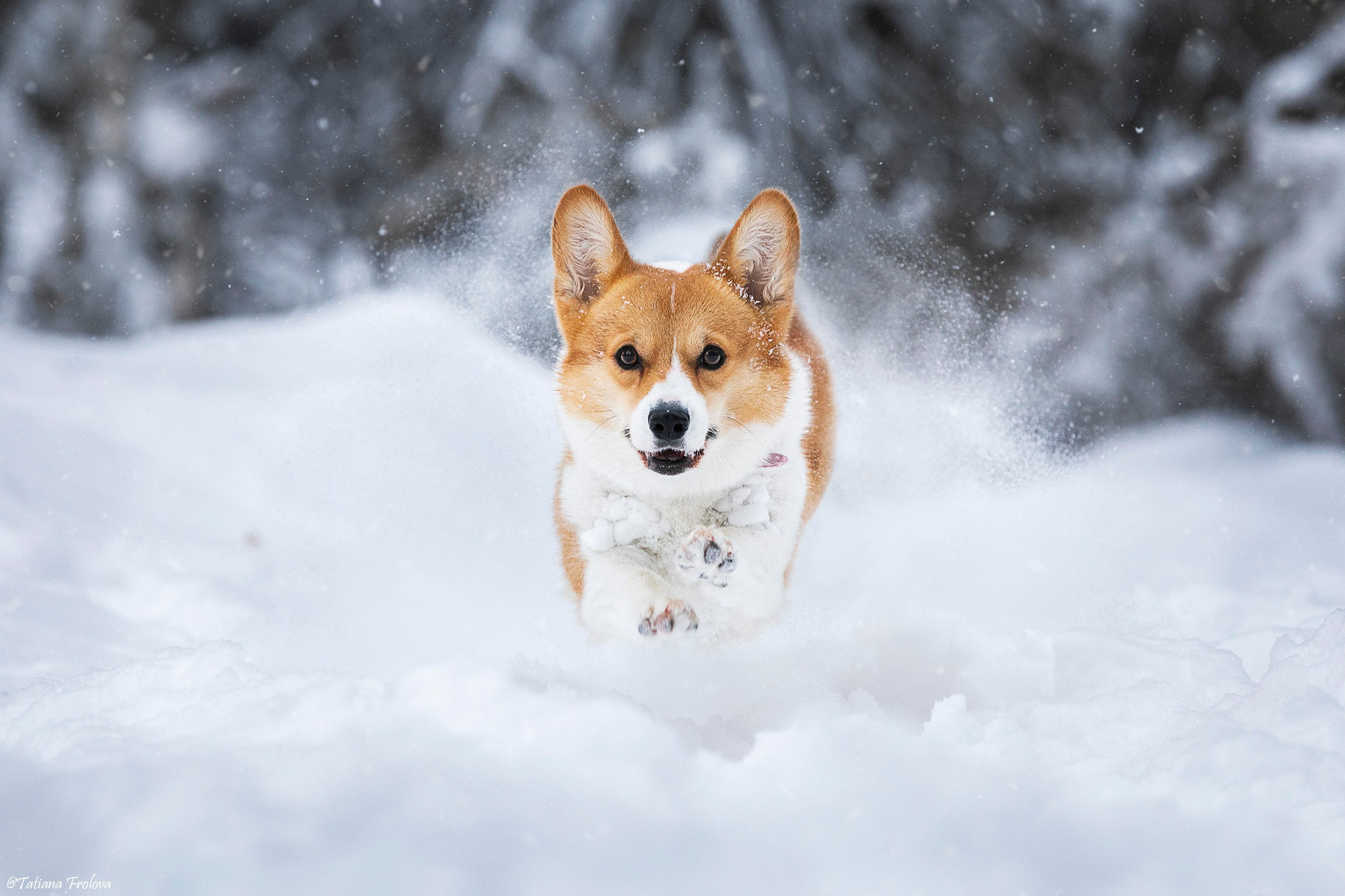 Фотосессия с собаками в зимнем лесу в Пушкино. Фотограф-анималист в Москве и Московской области Татьяна Фролова