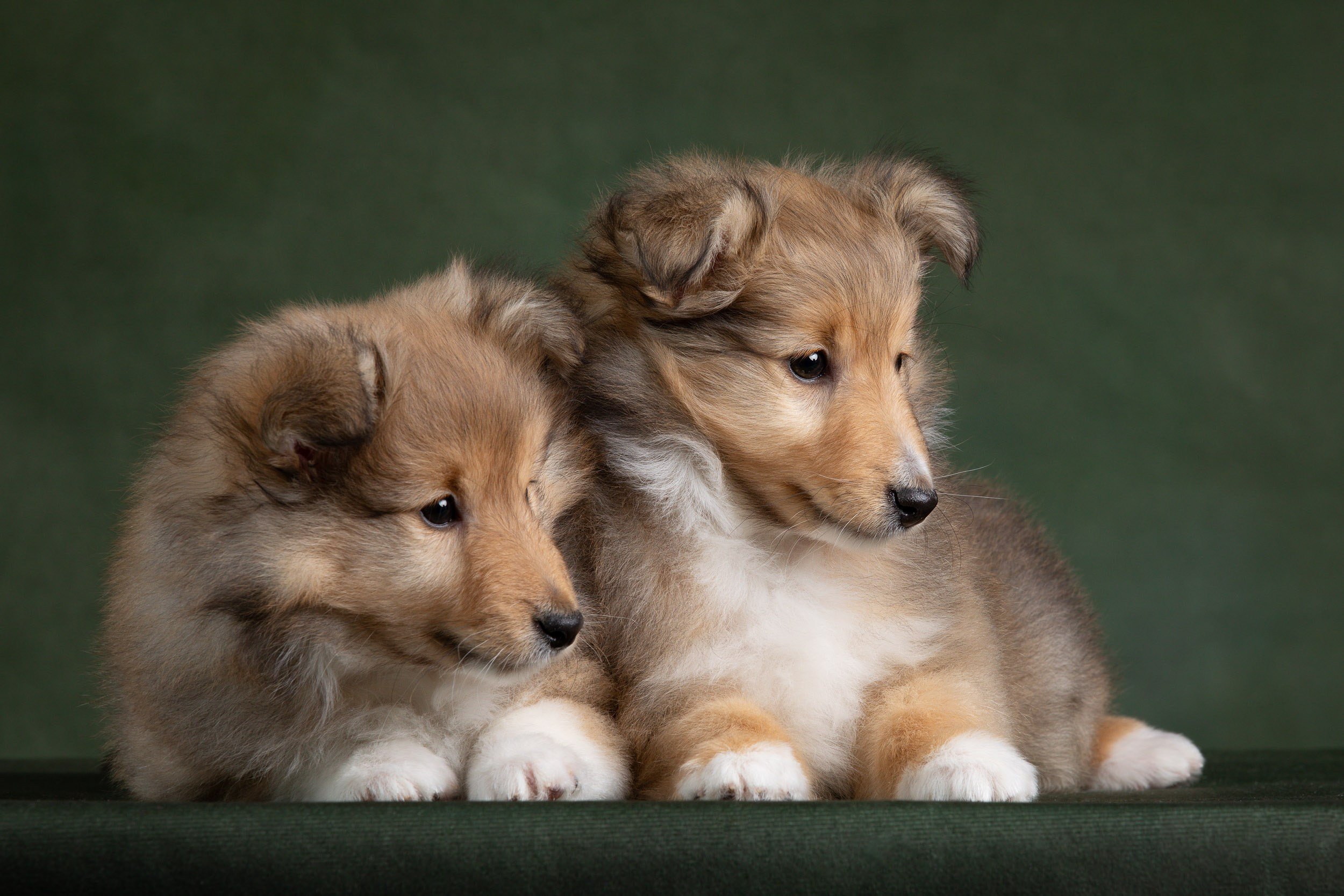 Помет щенков в 2 месяца. Фотограф-анималист в Москве и Московской области Татьяна Фролова