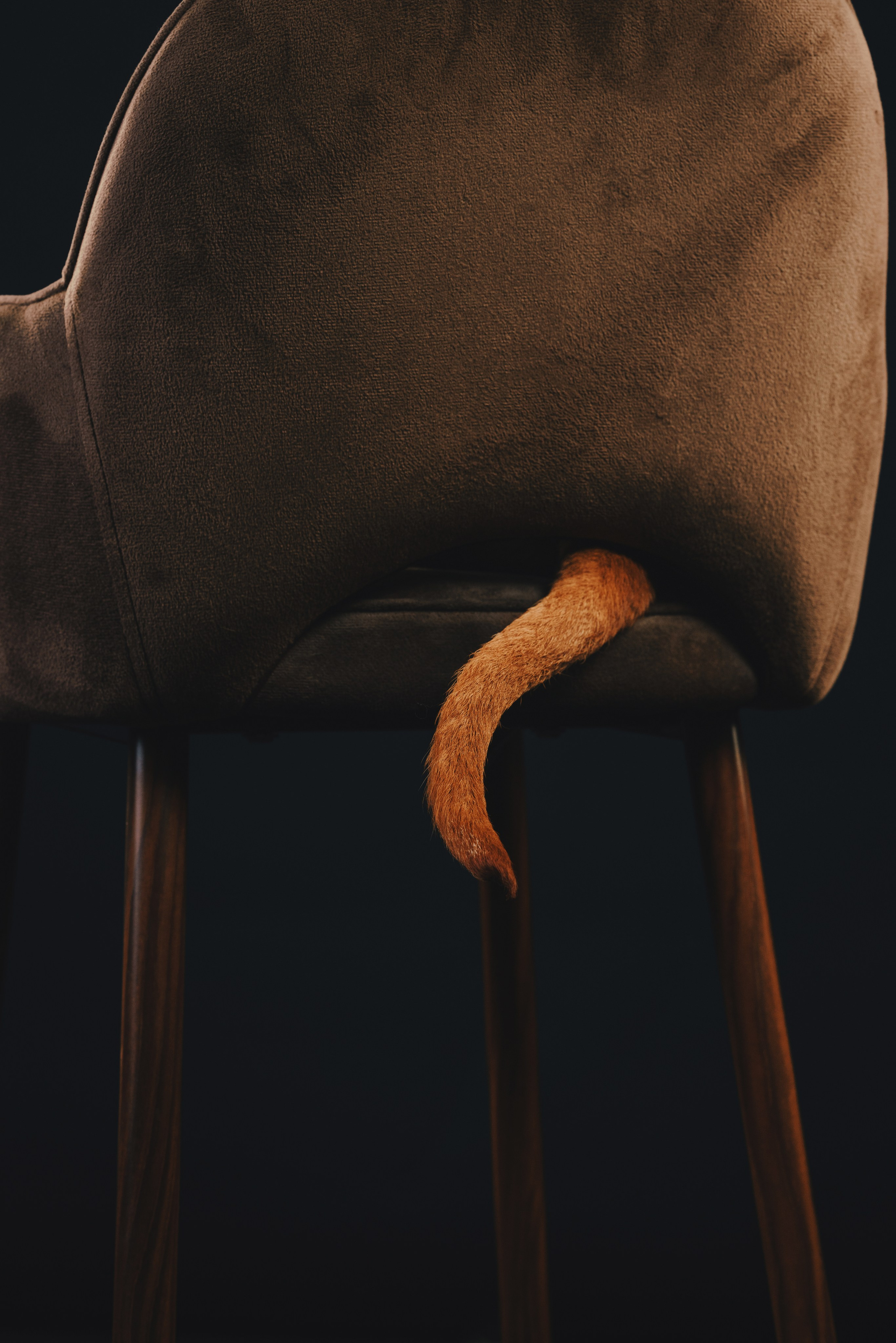 Выжла Гая. Фотограф анималист Осипчикова Мария