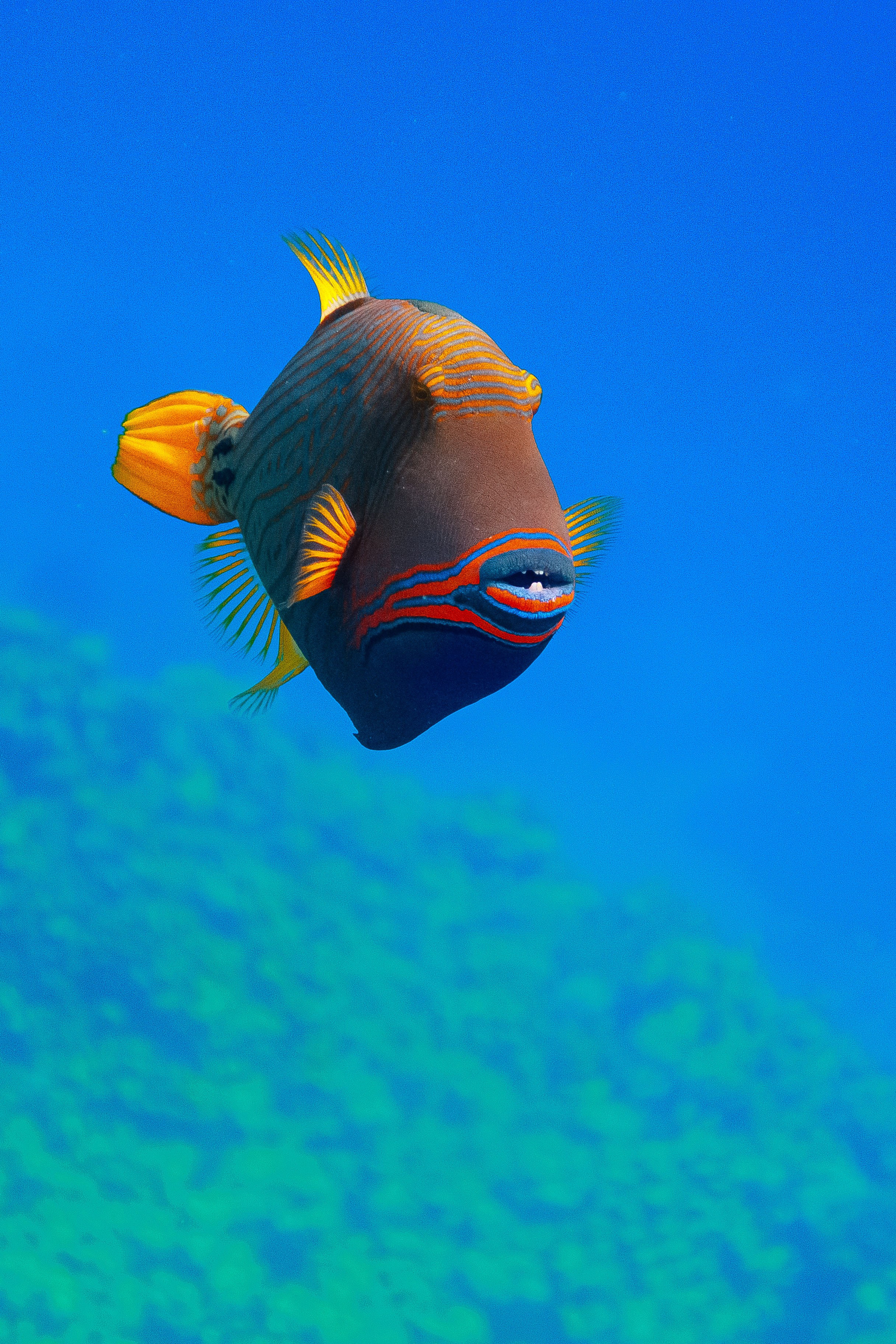 Fish. Фотограф Светлана Голицына