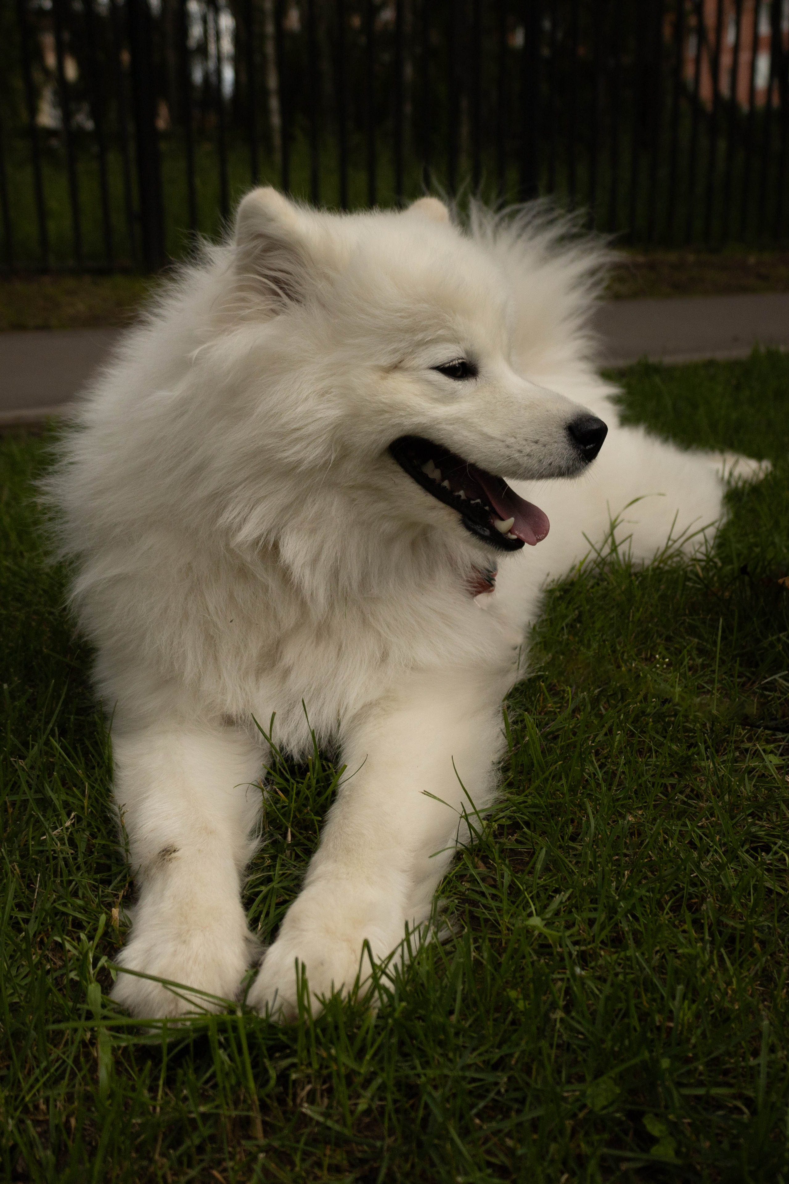 Фотосессия девушки с 2 собаками самоедами в лесопарке. Фотограф-анималист в Москве Екатерина Тихонова