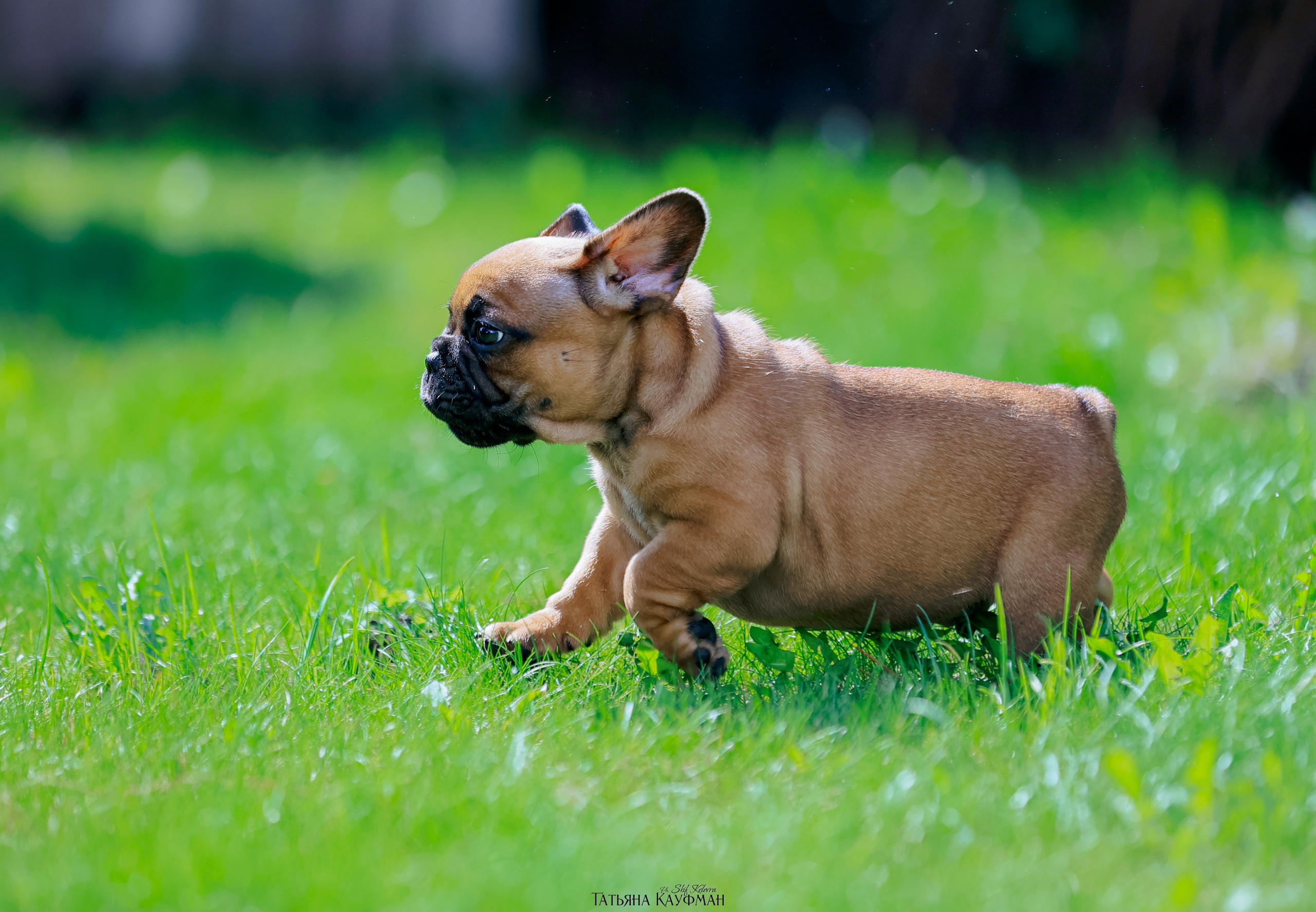 Французский бульдог, фотография французского бульдога, щенки бульдога, щенки французского бульдога, красивая собака, фотограф анималист, фотокурс Анималистика, научиться фотографировать собак, фотограф Новосибирск