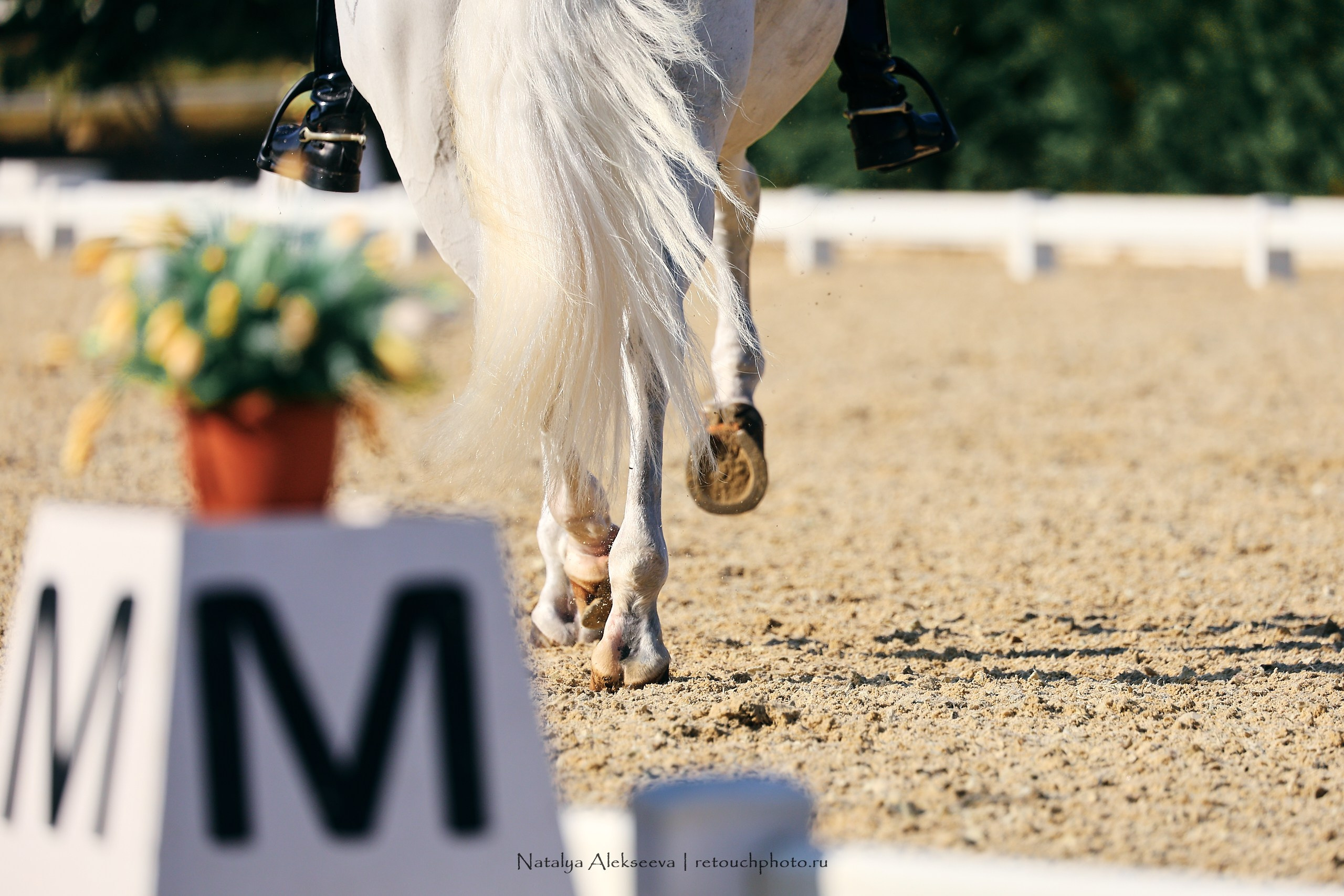 2023.09.22-24 Чемпионат MM Eurasia по средним ездам, Maxima Stables | 09'2023