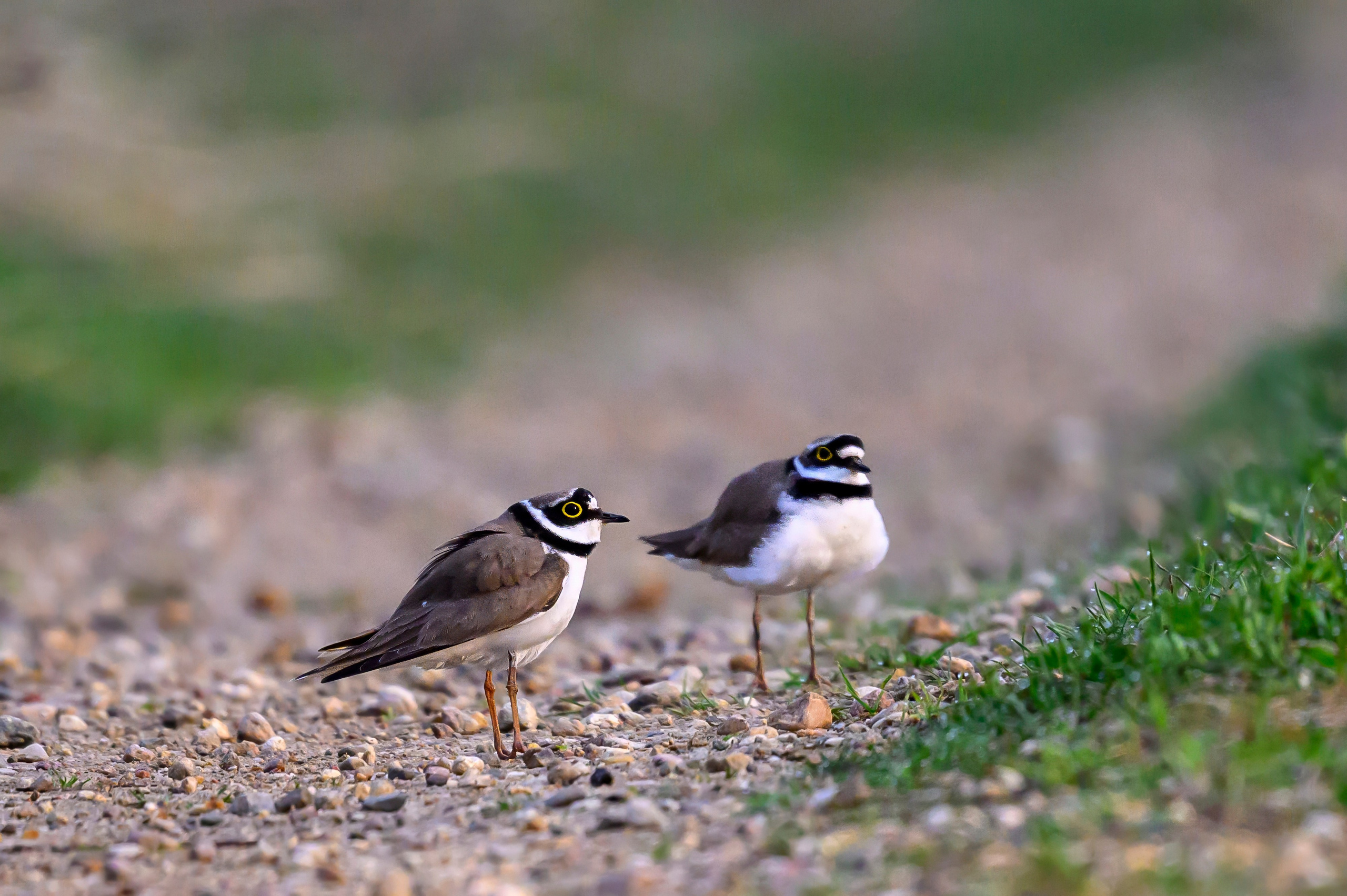 Малый зуек. Wildlife photography by Sergey Puponin
