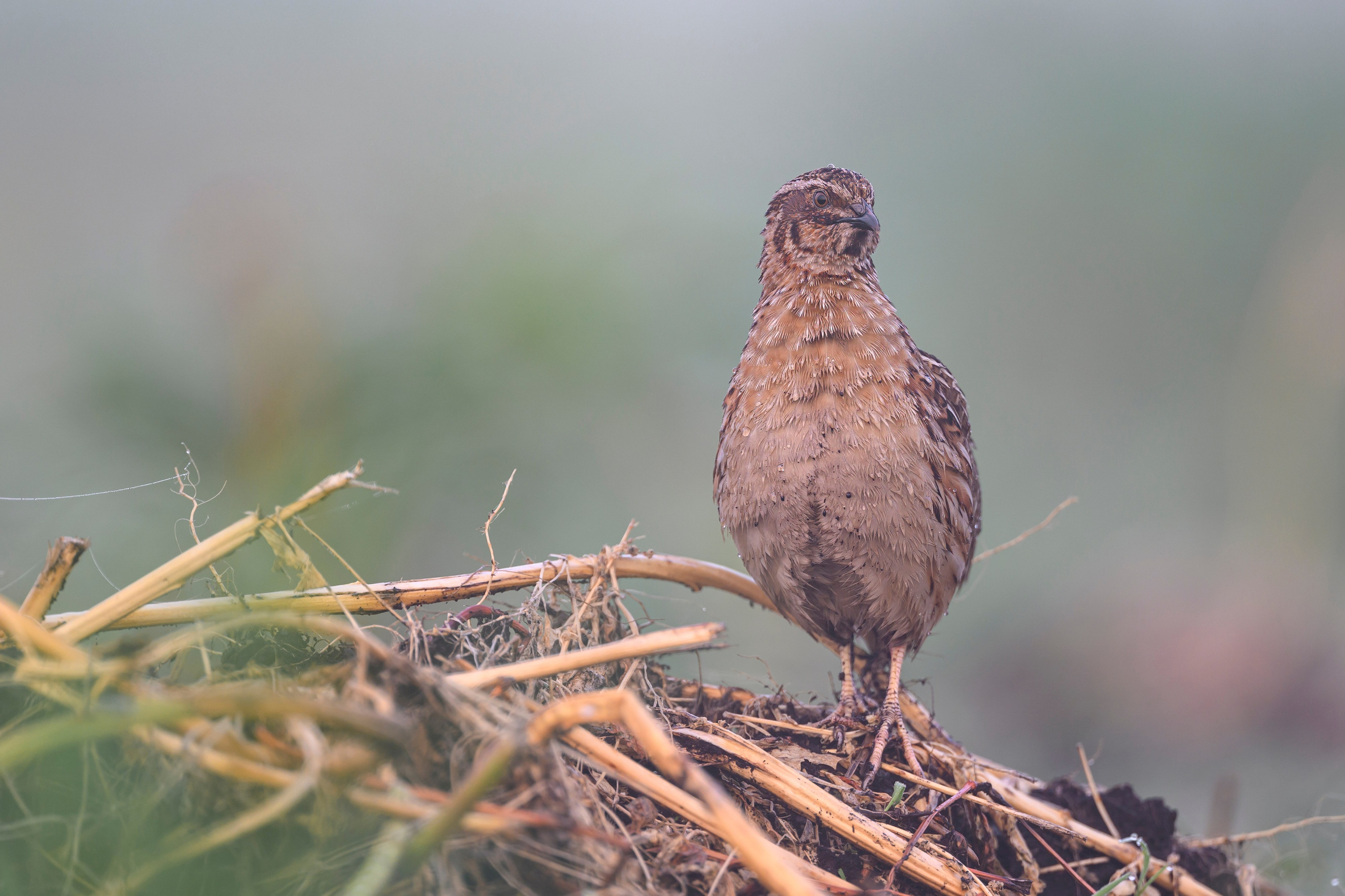 Перепела в тумане. Wildlife photography by Sergey Puponin