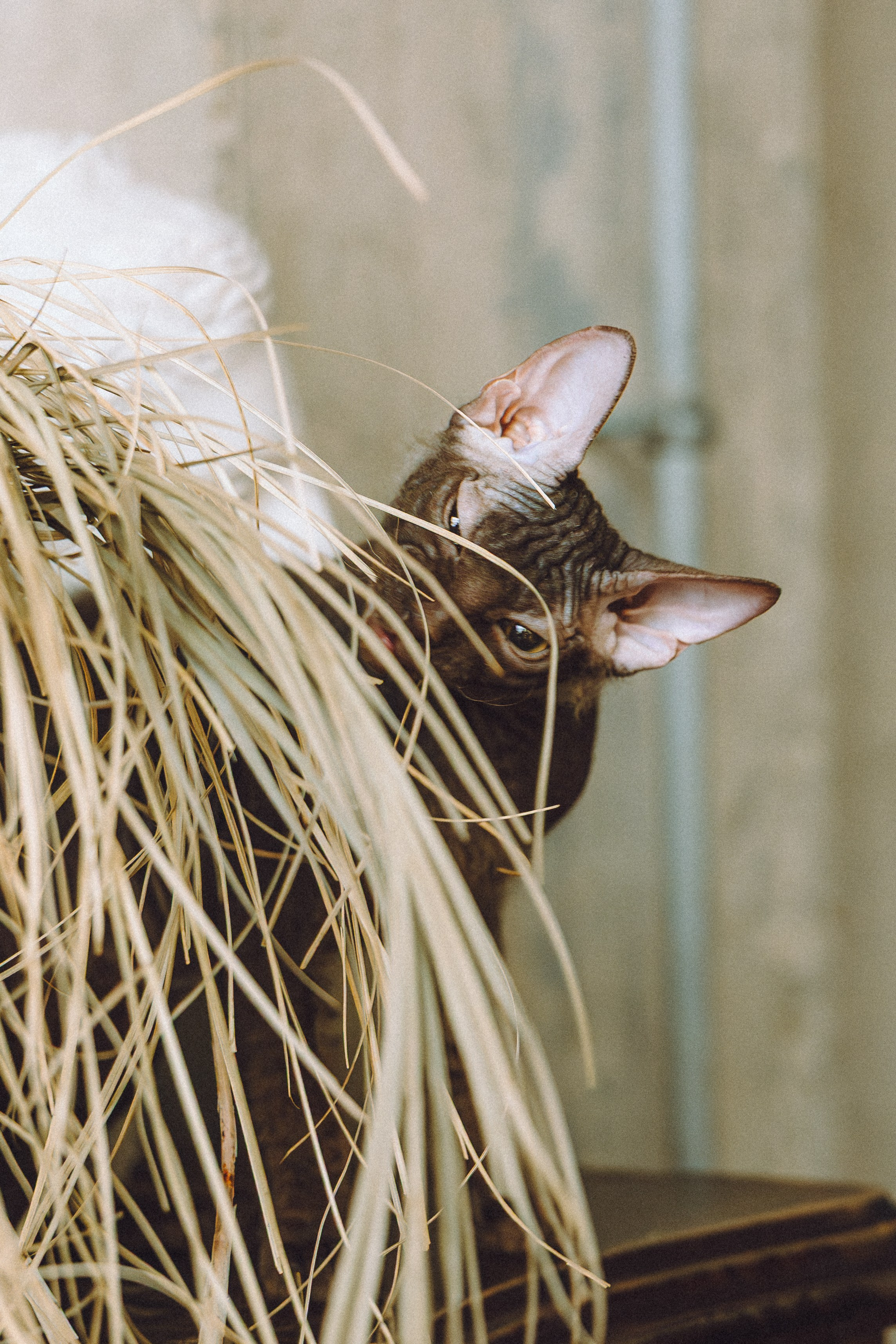 Кокос, Света, Динара и Вилли