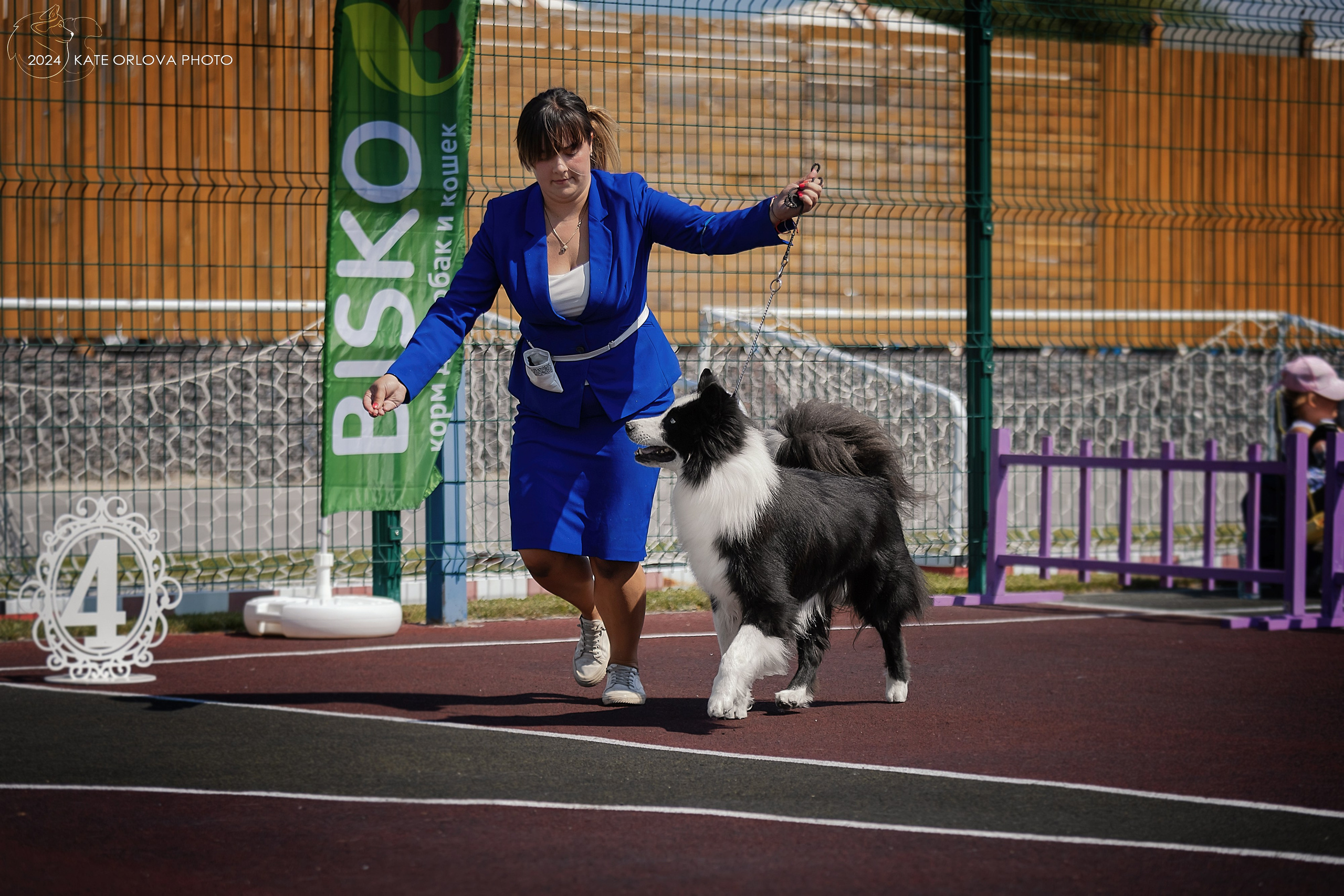 Фотосъемка собак, щенков, на выставках, фотограф анималист Россия воронеж. Питомник собак Акита, Хаски, Корги