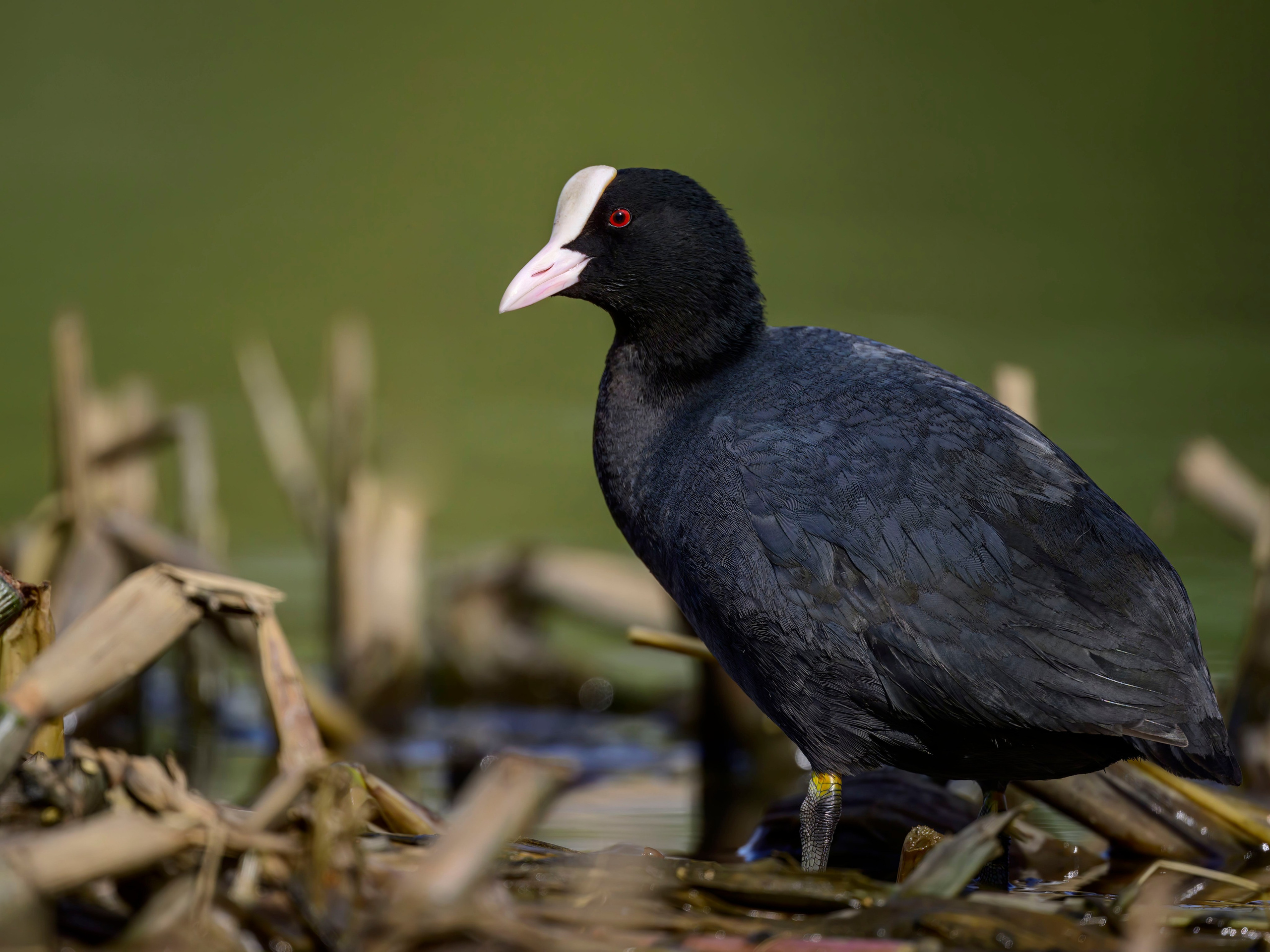 Лысуха. Wildlife photography by Sergey Puponin