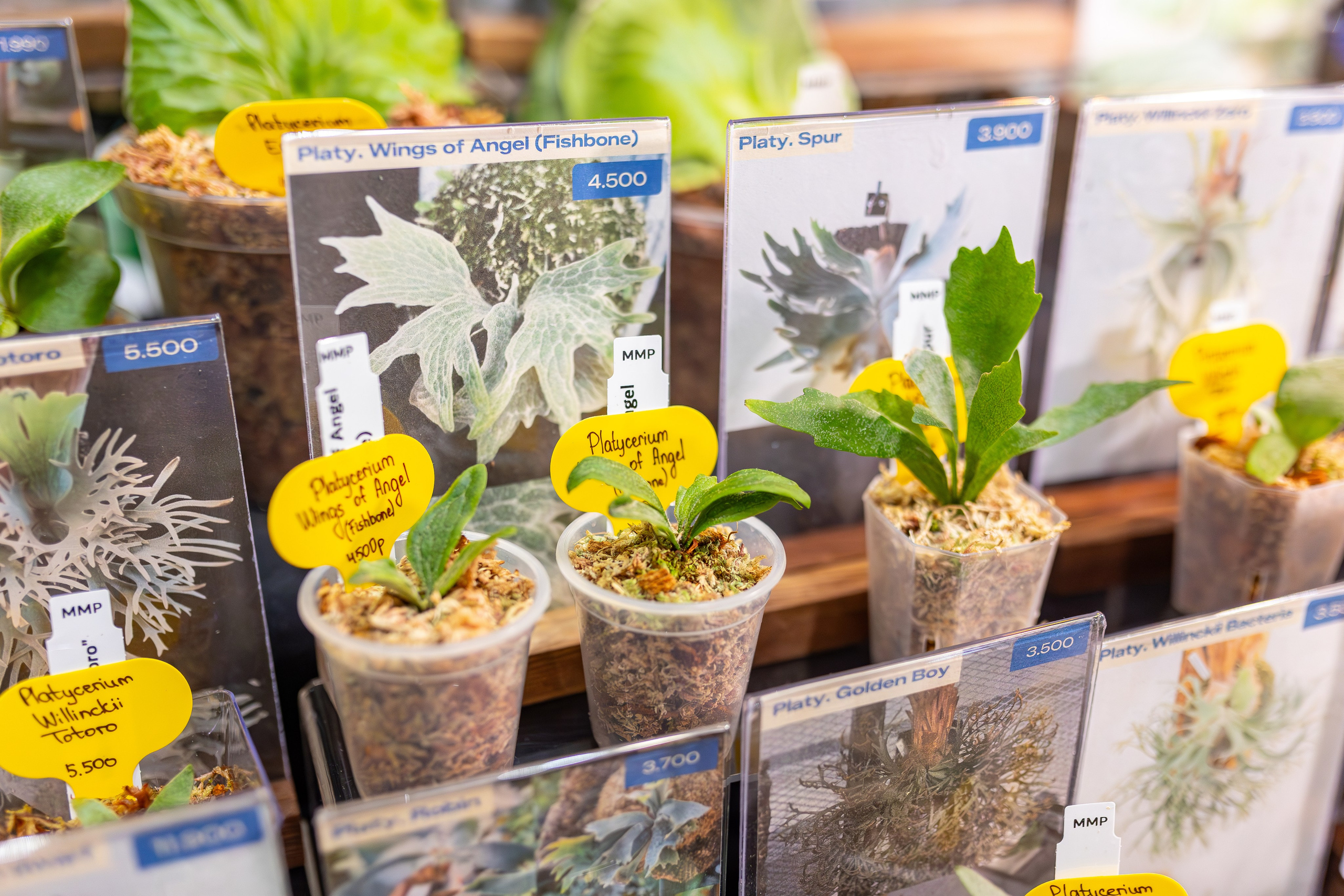 Монстериум апрель 2026. Александра Куликова фотограф, Москва