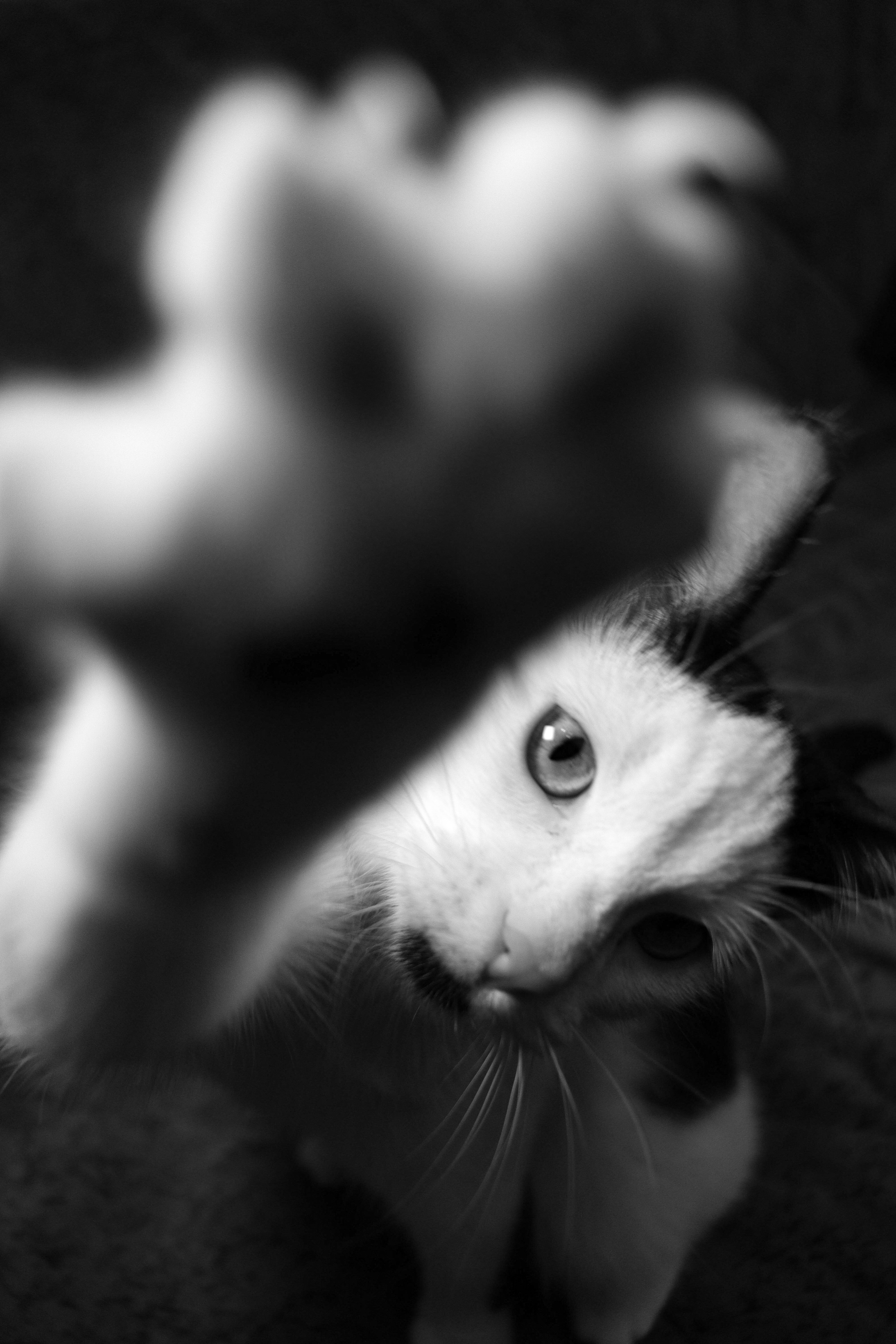 Ч \ Б. — Digital Noise —