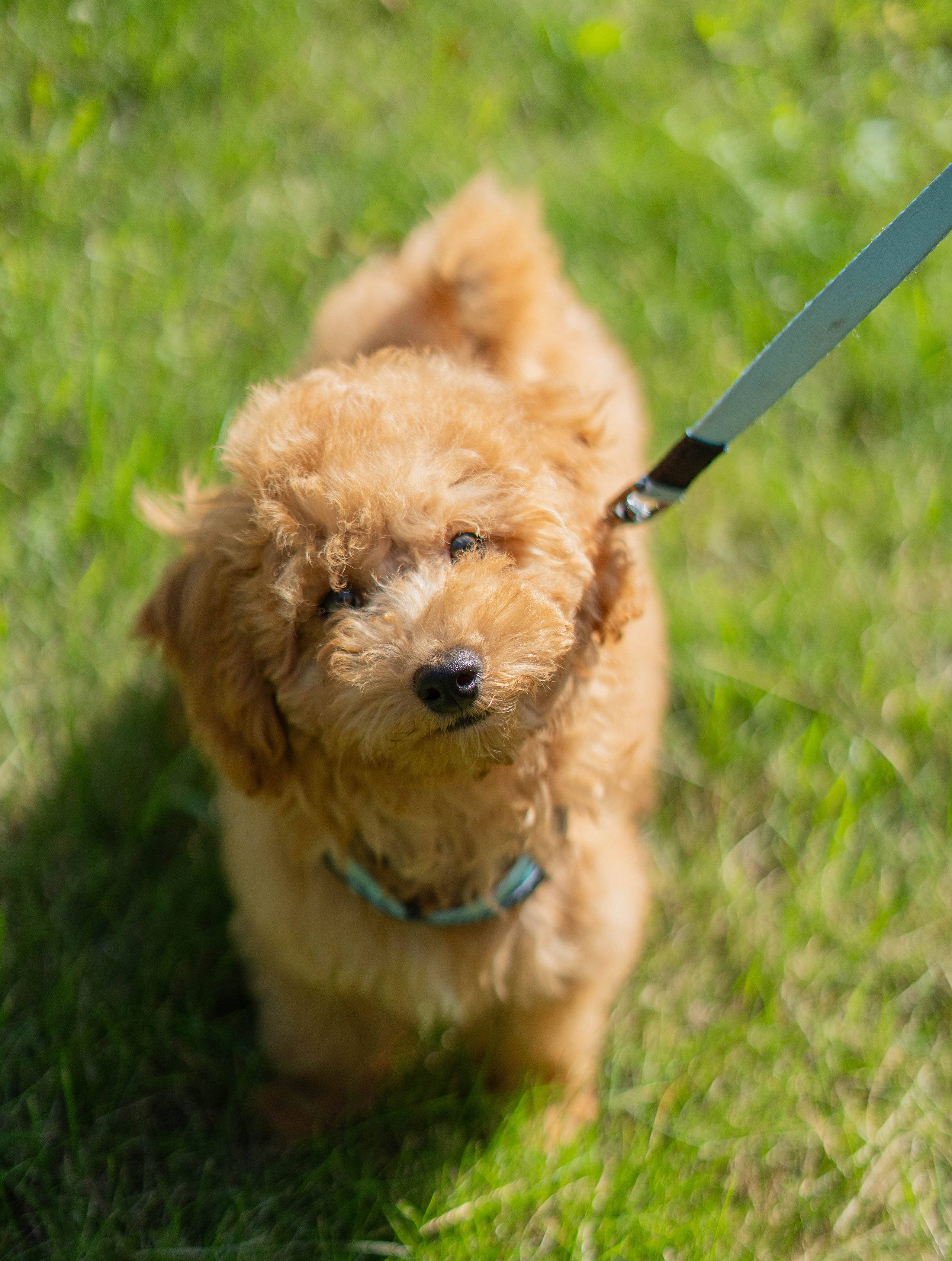 Прогулочная фотосессия Новосибирск Краснообск Love-story  фотосессия Новосибирск Краснообск