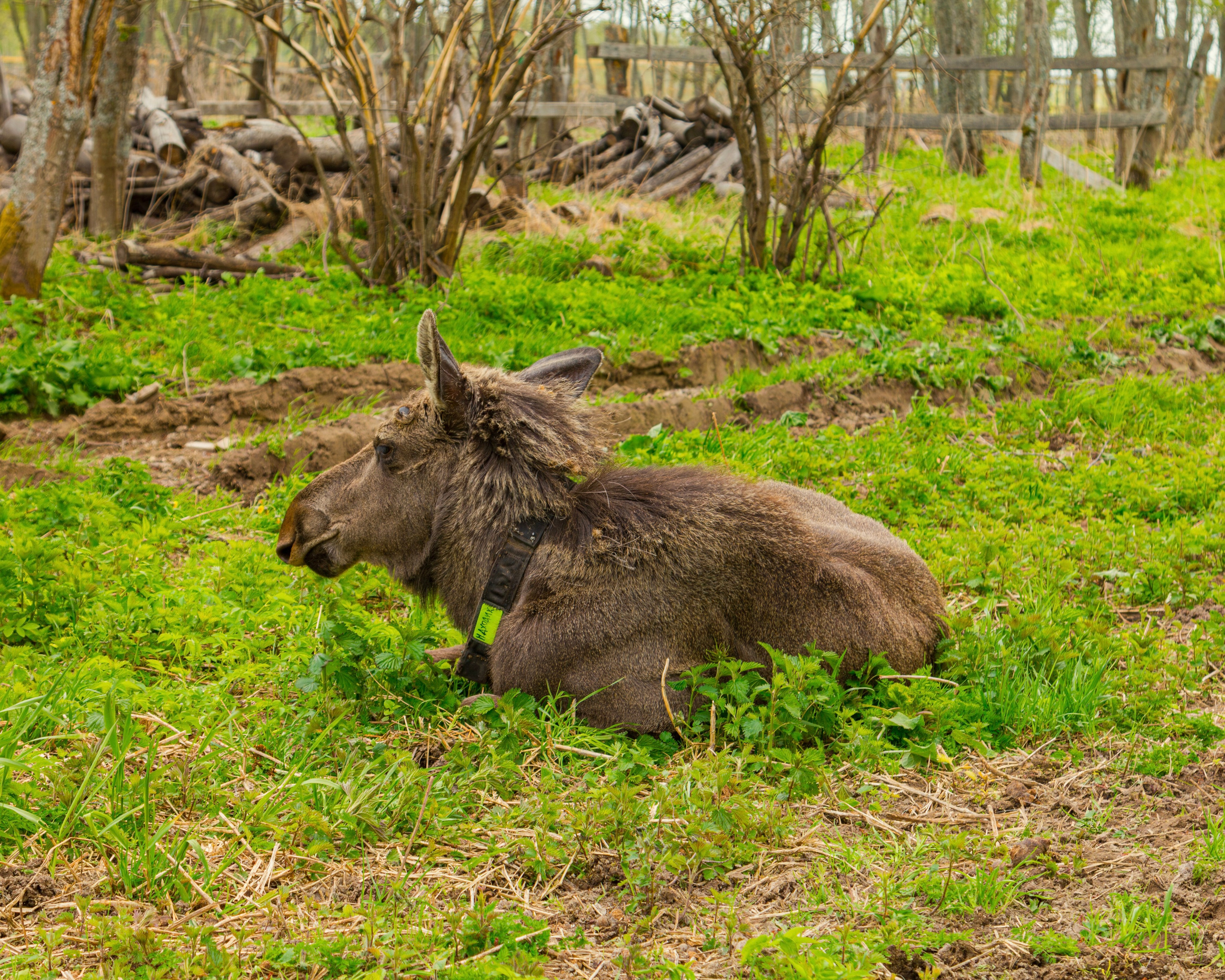 Лосеферма Сумароково. Фотограф Илья Варакин