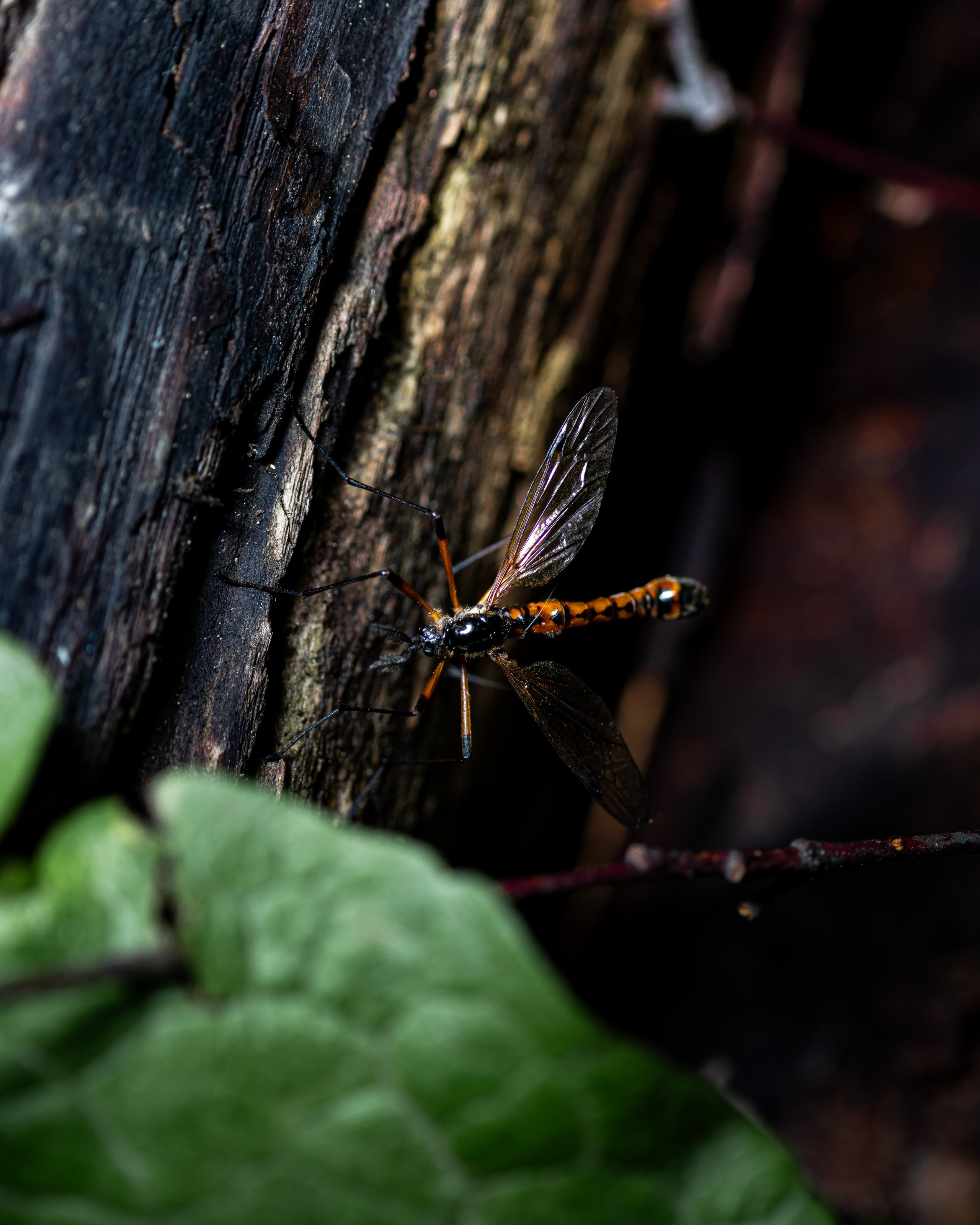 МАКРО. Фотограф в Алматы Артемий Матюнин