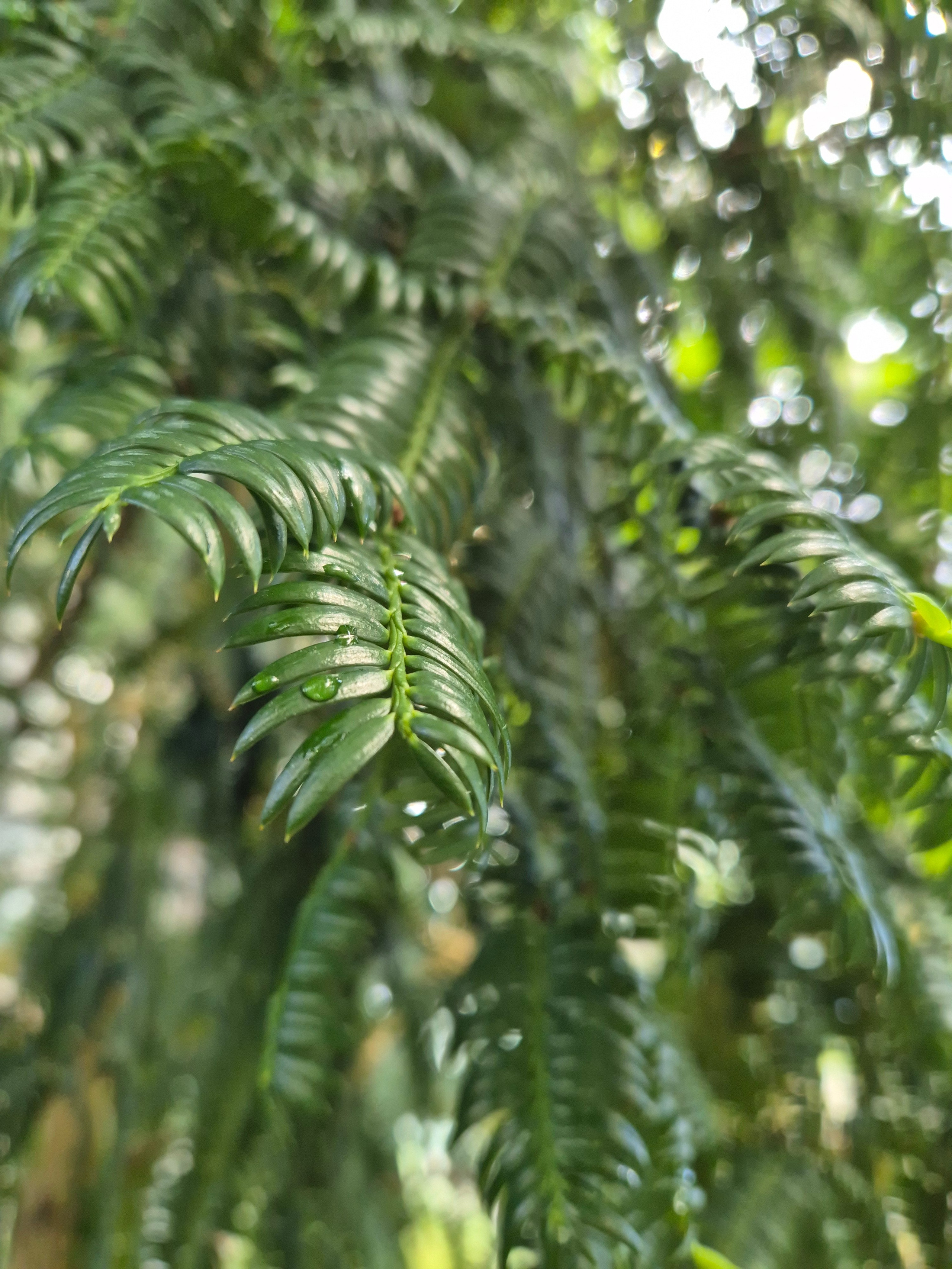 В самом саду пока мало что цветет, но оранжереи - огромные, красивые и впечатляющие