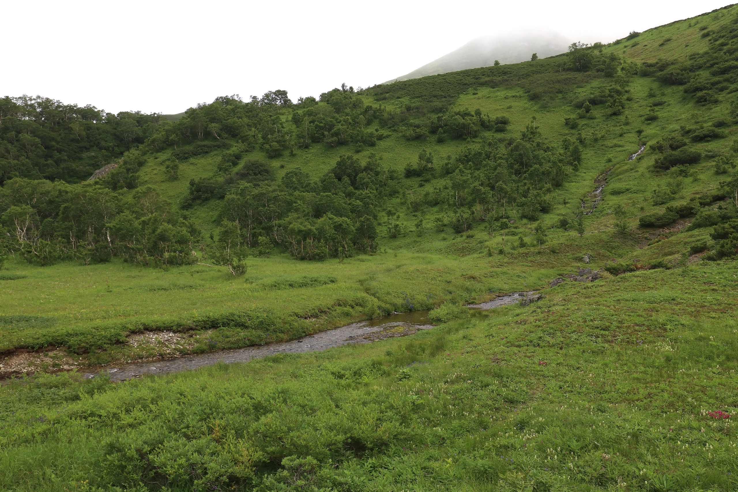 Камчатка и о. Парамушир. Июль 2024. Путешественник-фотограф из Санкт-Петербурга Татьяна Свистулина