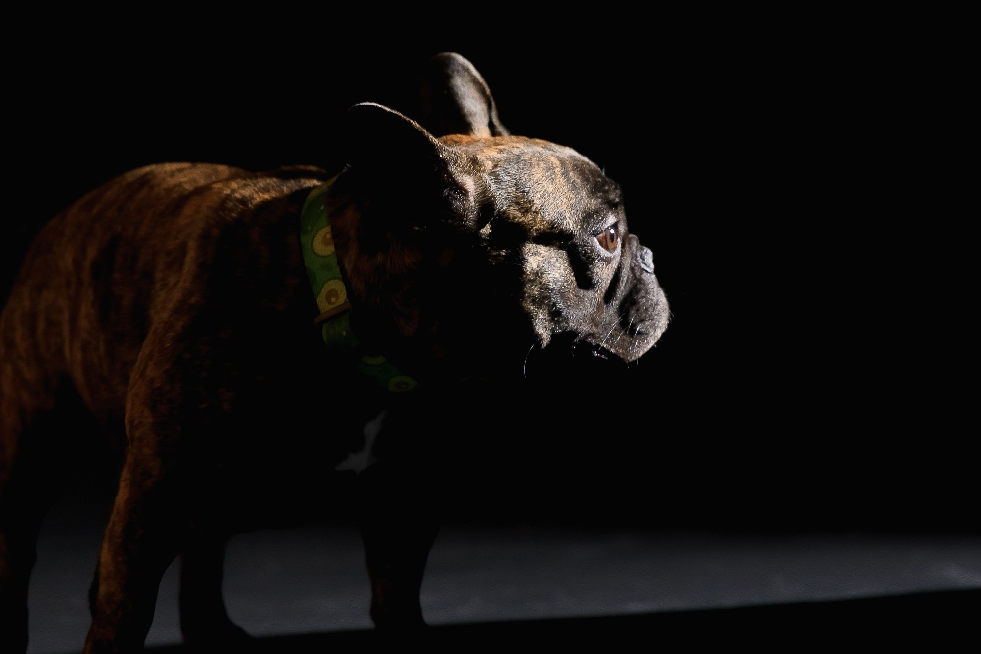 Семейная фотосессия с питомцами в студии. Фотограф в Саратове Ольга Мазлова