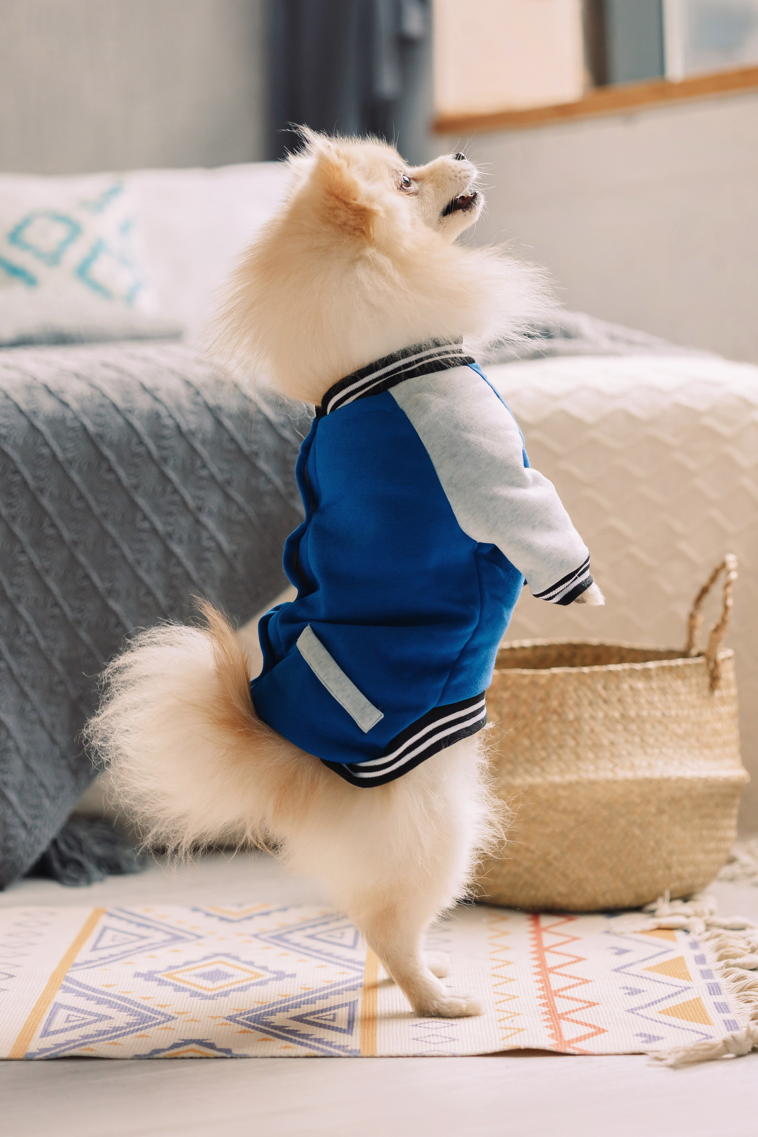 Магазин Friend of mine. Фотограф-анималист Елена Радченко, Москва