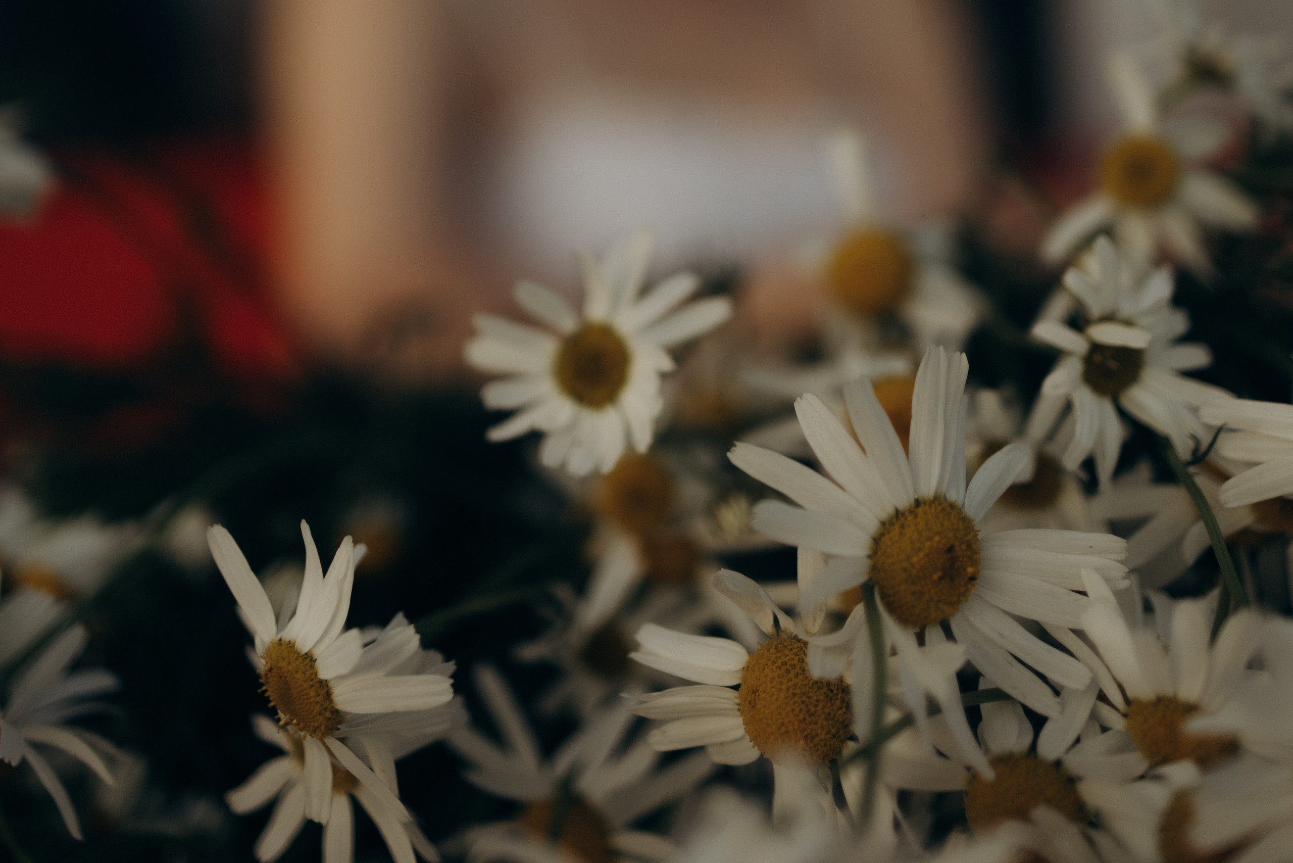 Фотопроект День Ивана Купала. Семейный фотограф в Ижевске Даша Денисова