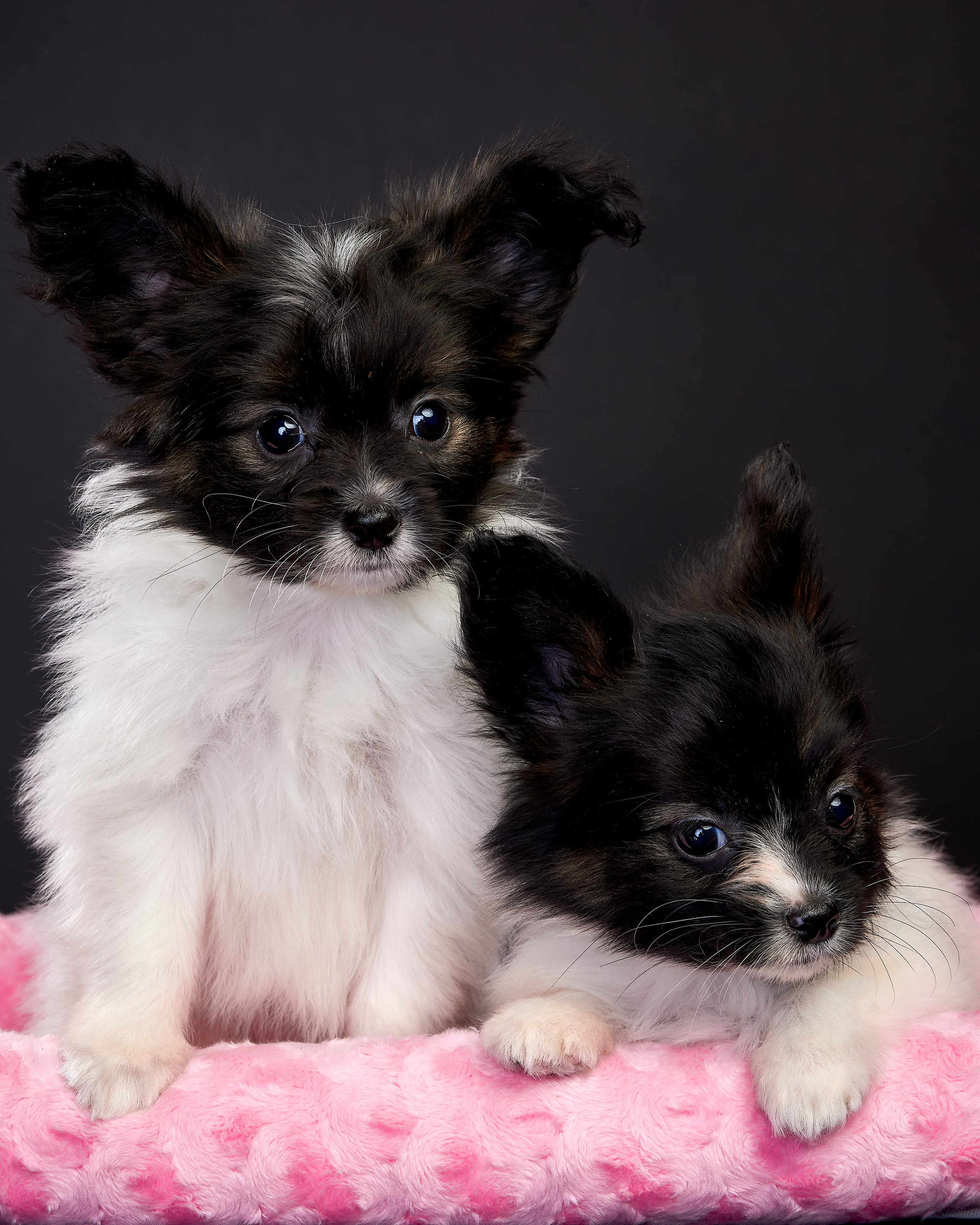 Фотосъемка животных