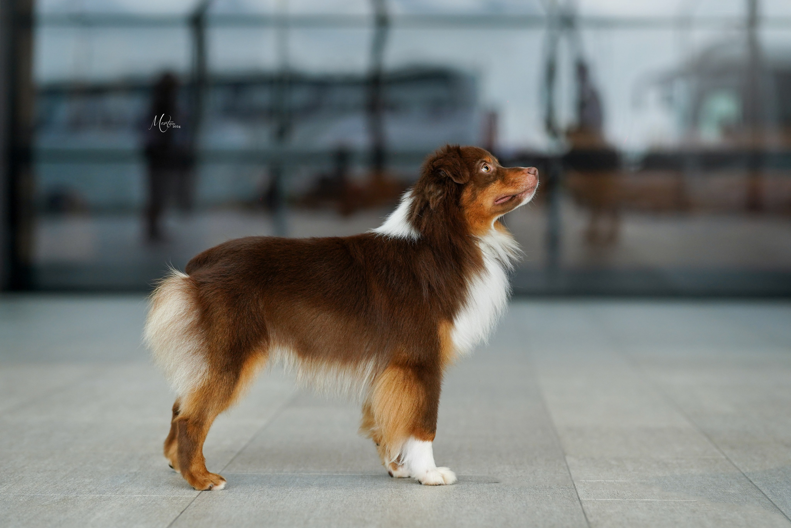 Выставки 2024. Фотограф-анималист в Санкт-Петербурге Яна Мартынова