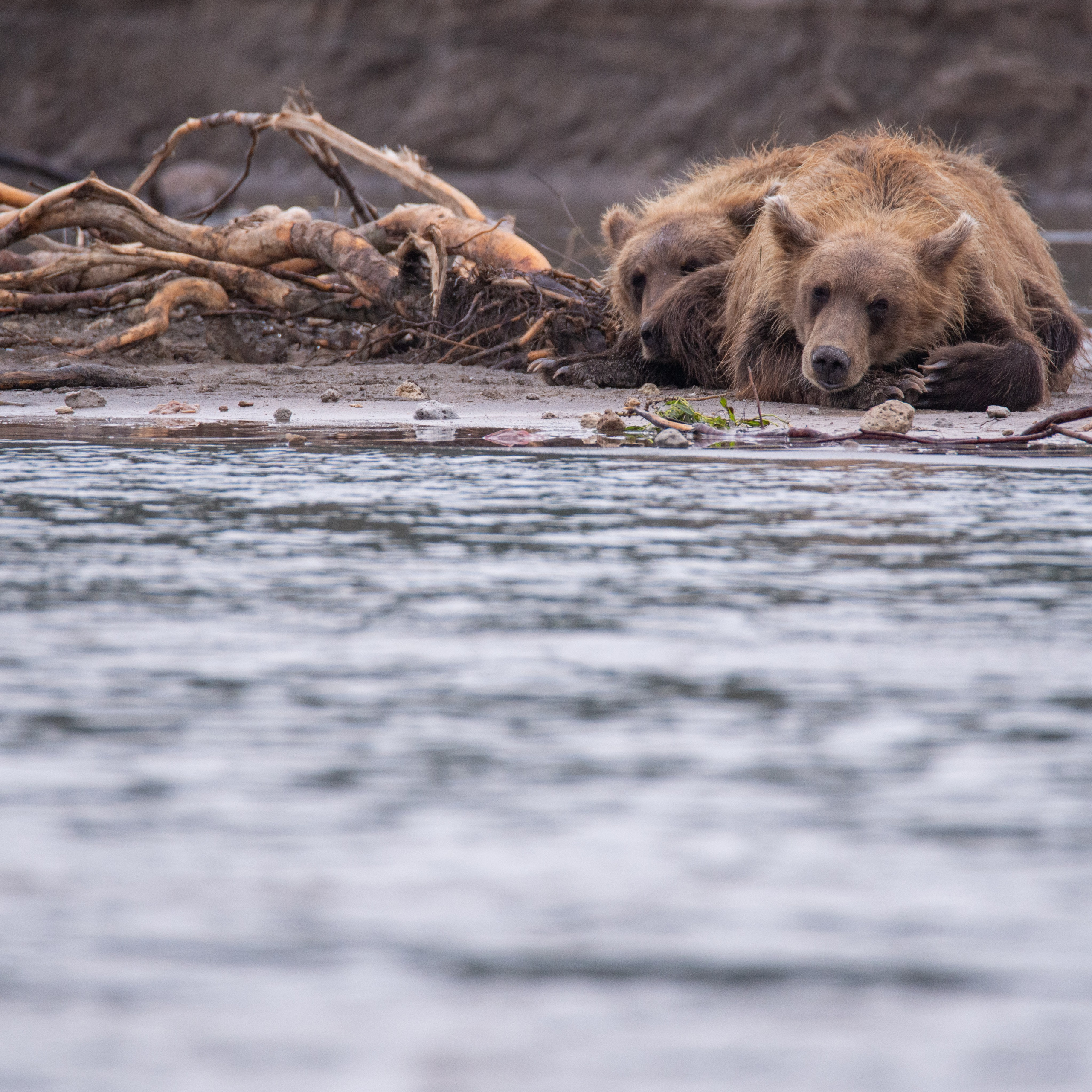 Камчатка — земля медведей. Игорь Иванко — Репортажный и событийный фотограф. Москва