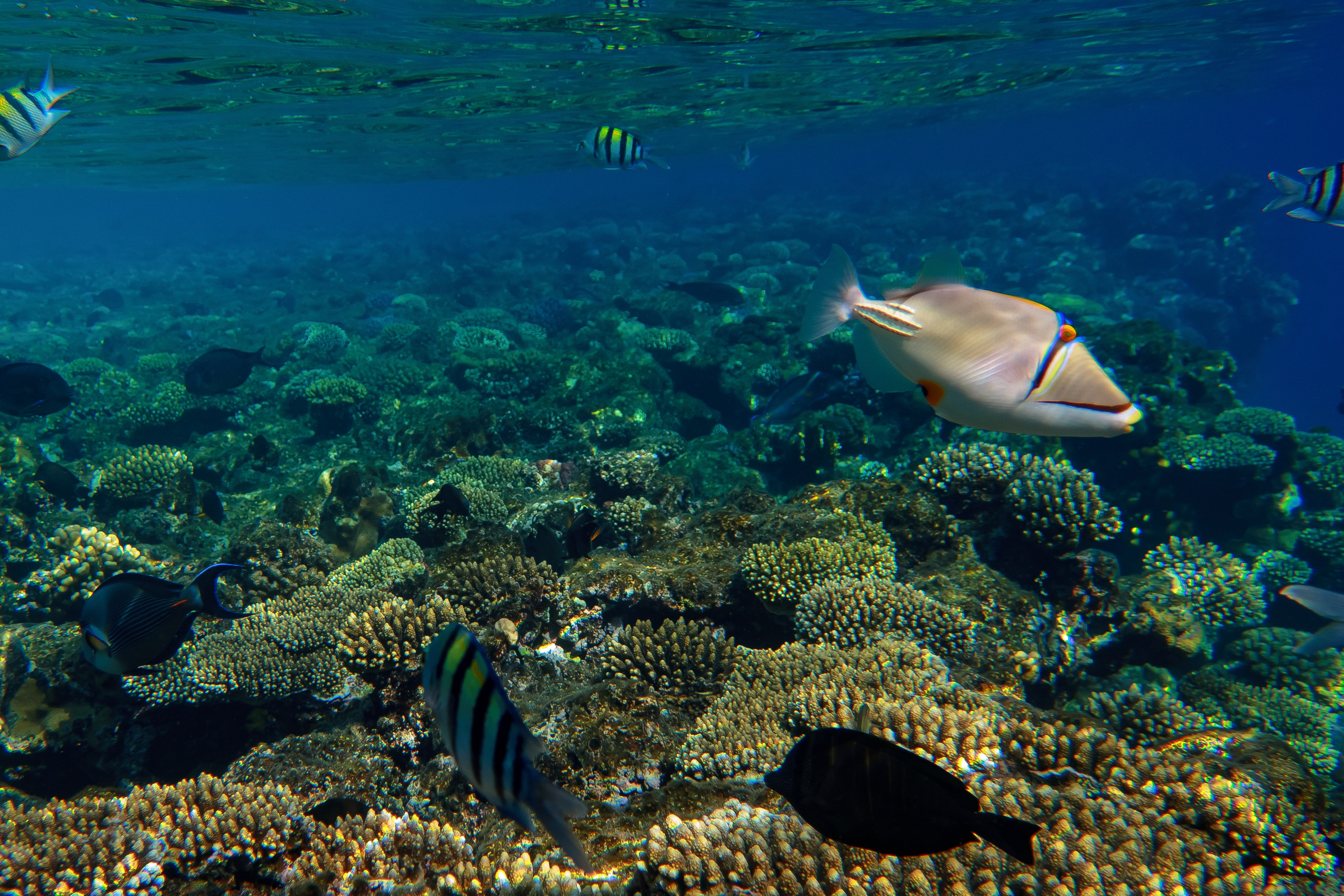 Fish. Фотограф Светлана Голицына