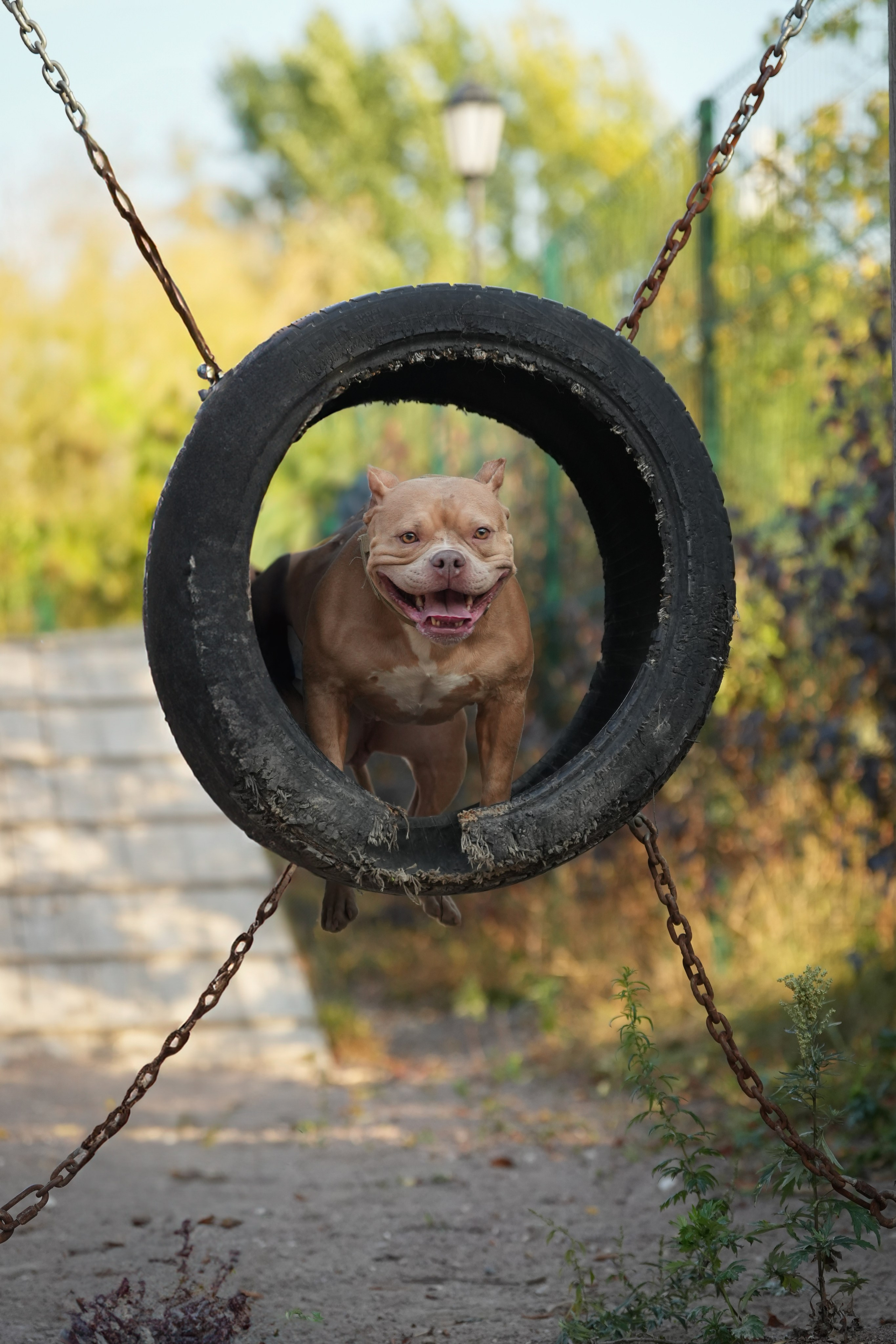АмБулли Адель. Фотограф-анималист Асадова