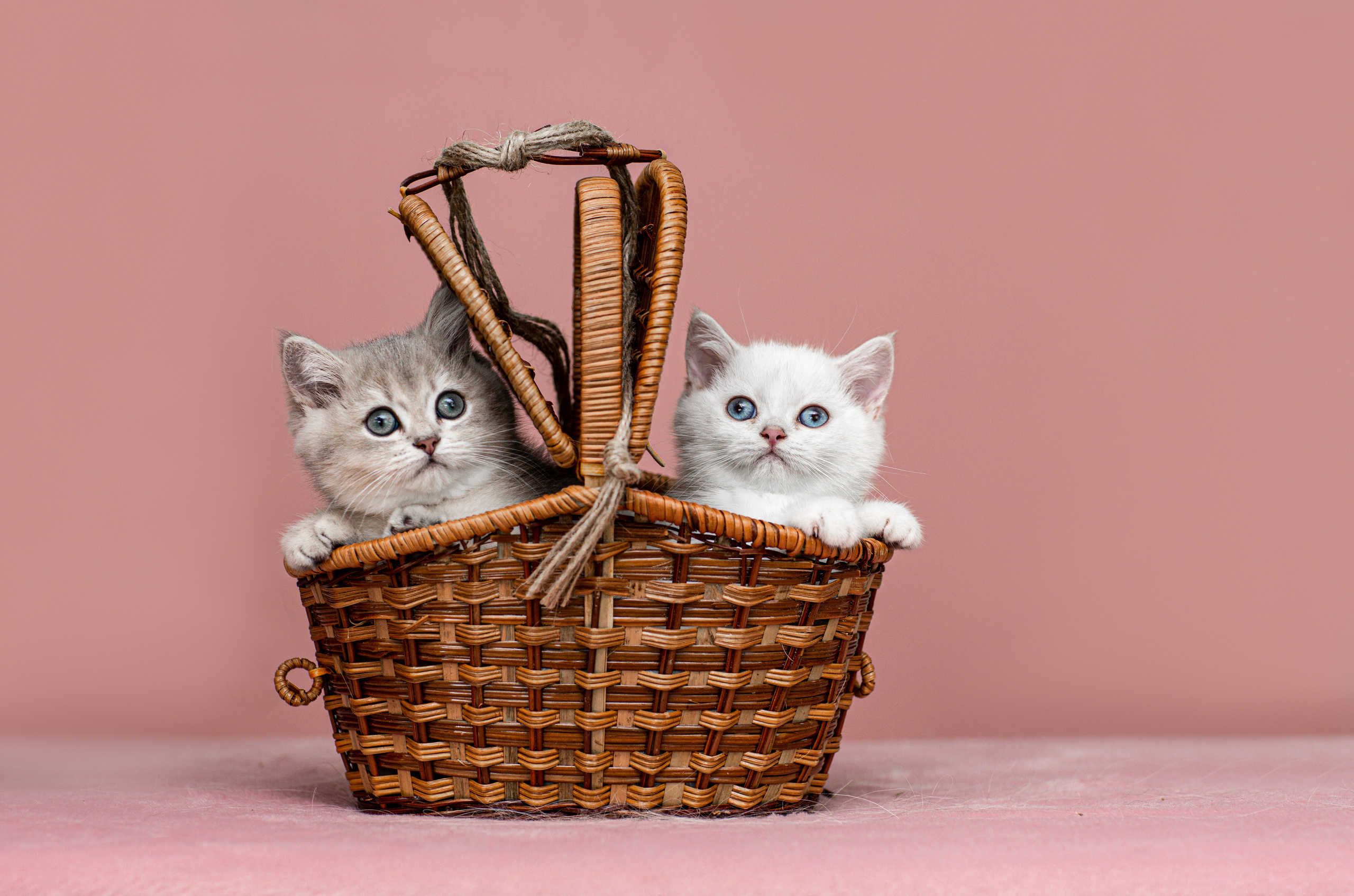 Анималистика. Свадебный и семейный фотограф Елизавета Ермак | Москва и МО