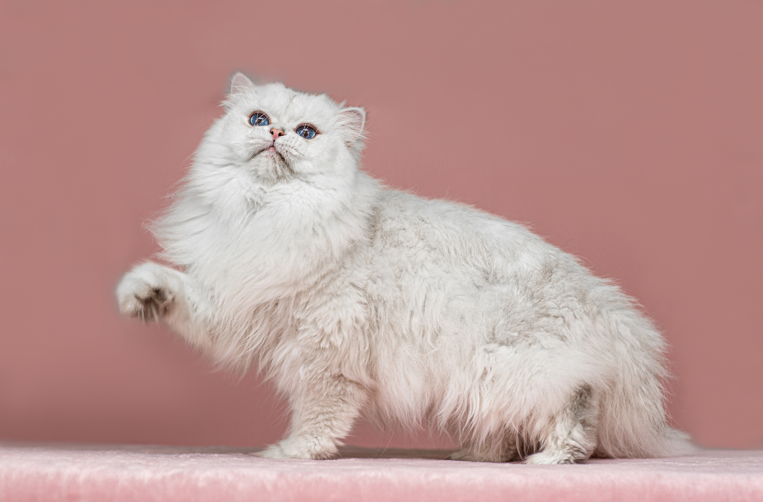 Анималистика. Свадебный и семейный фотограф Елизавета Ермак | Москва и МО