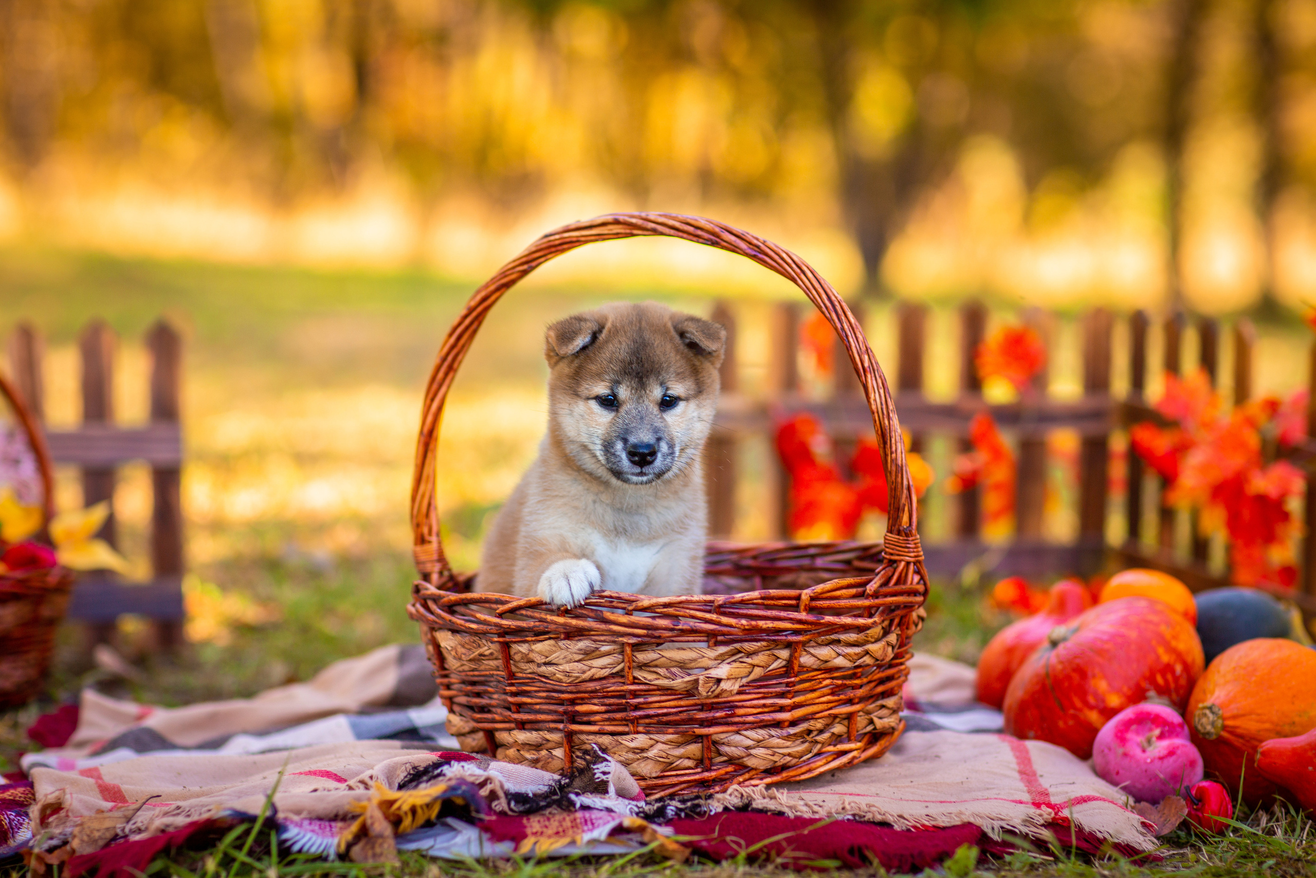 Анималистика. Свадебный и семейный фотограф Елизавета Ермак | Москва и МО
