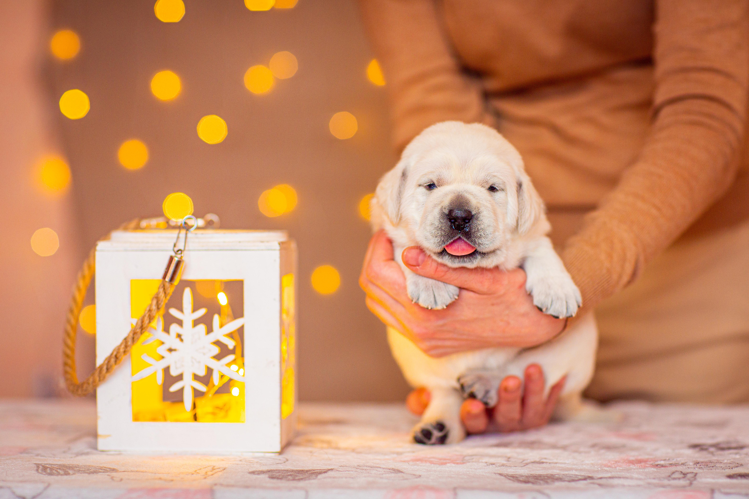 Анималистика. Свадебный и семейный фотограф Елизавета Ермак | Москва и МО