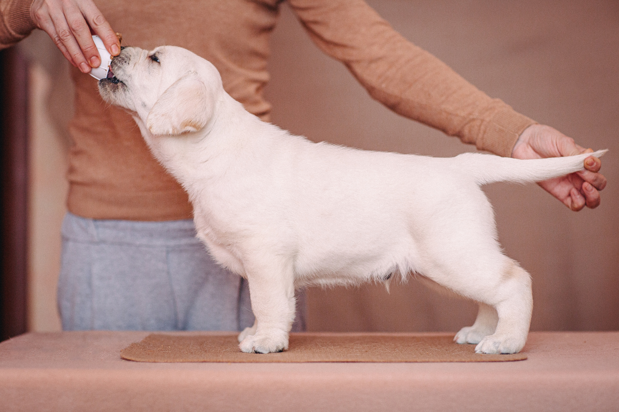 Анималистика. Свадебный и семейный фотограф Елизавета Ермак | Москва и МО