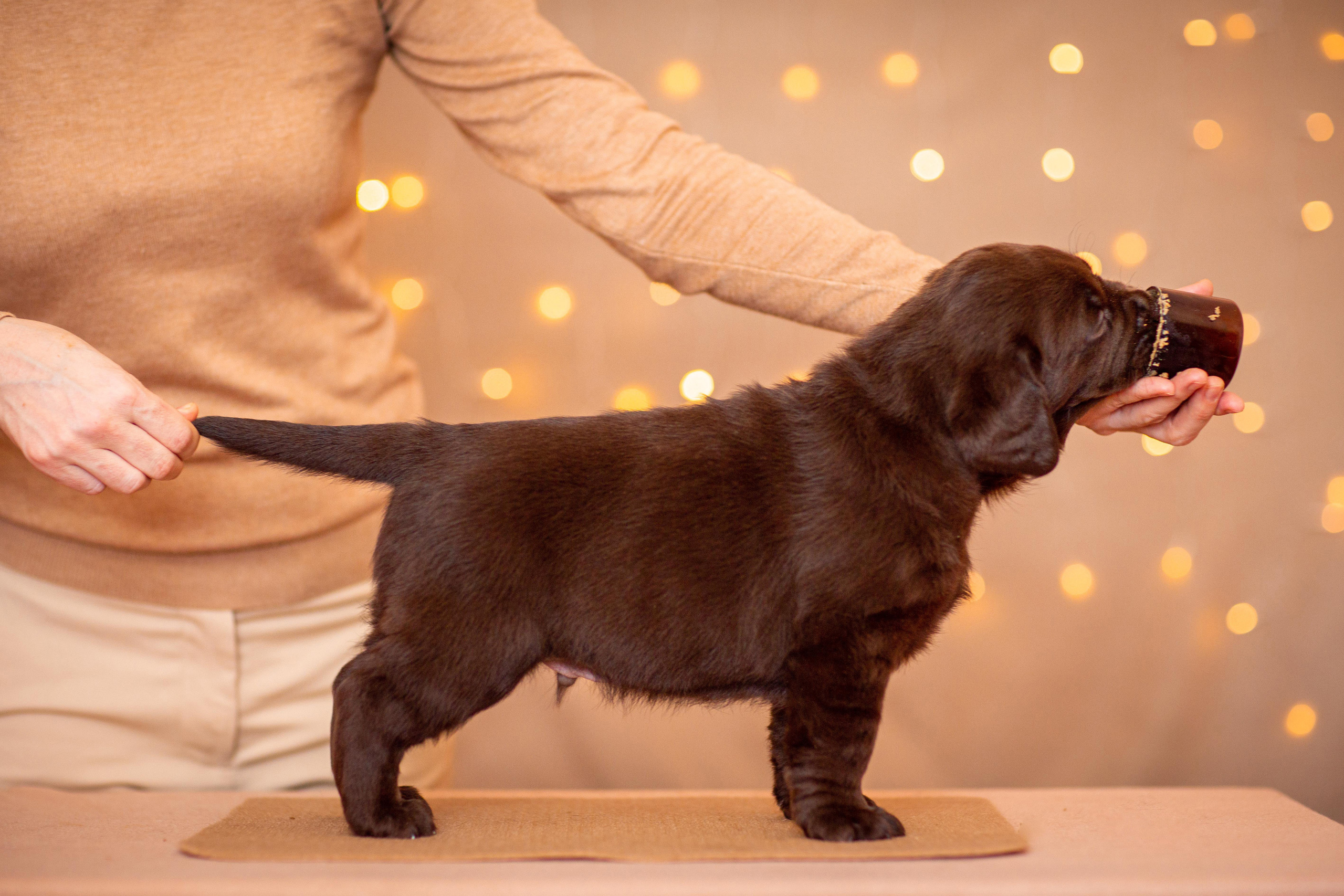 Анималистика. Свадебный и семейный фотограф Елизавета Ермак | Москва и МО
