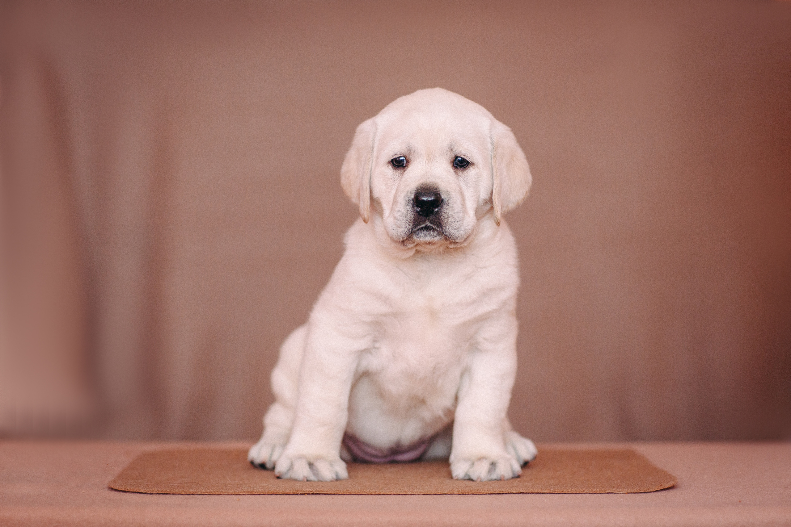 Анималистика. Свадебный и семейный фотограф Елизавета Ермак | Москва и МО