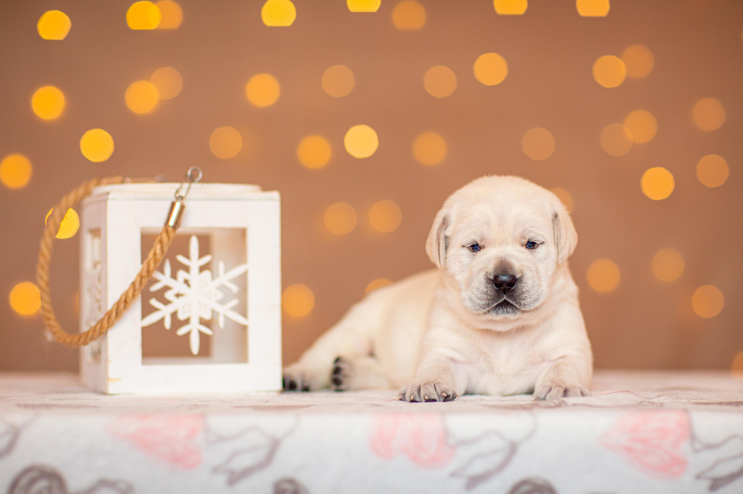 Анималистика. Свадебный и семейный фотограф Елизавета Ермак | Москва и МО