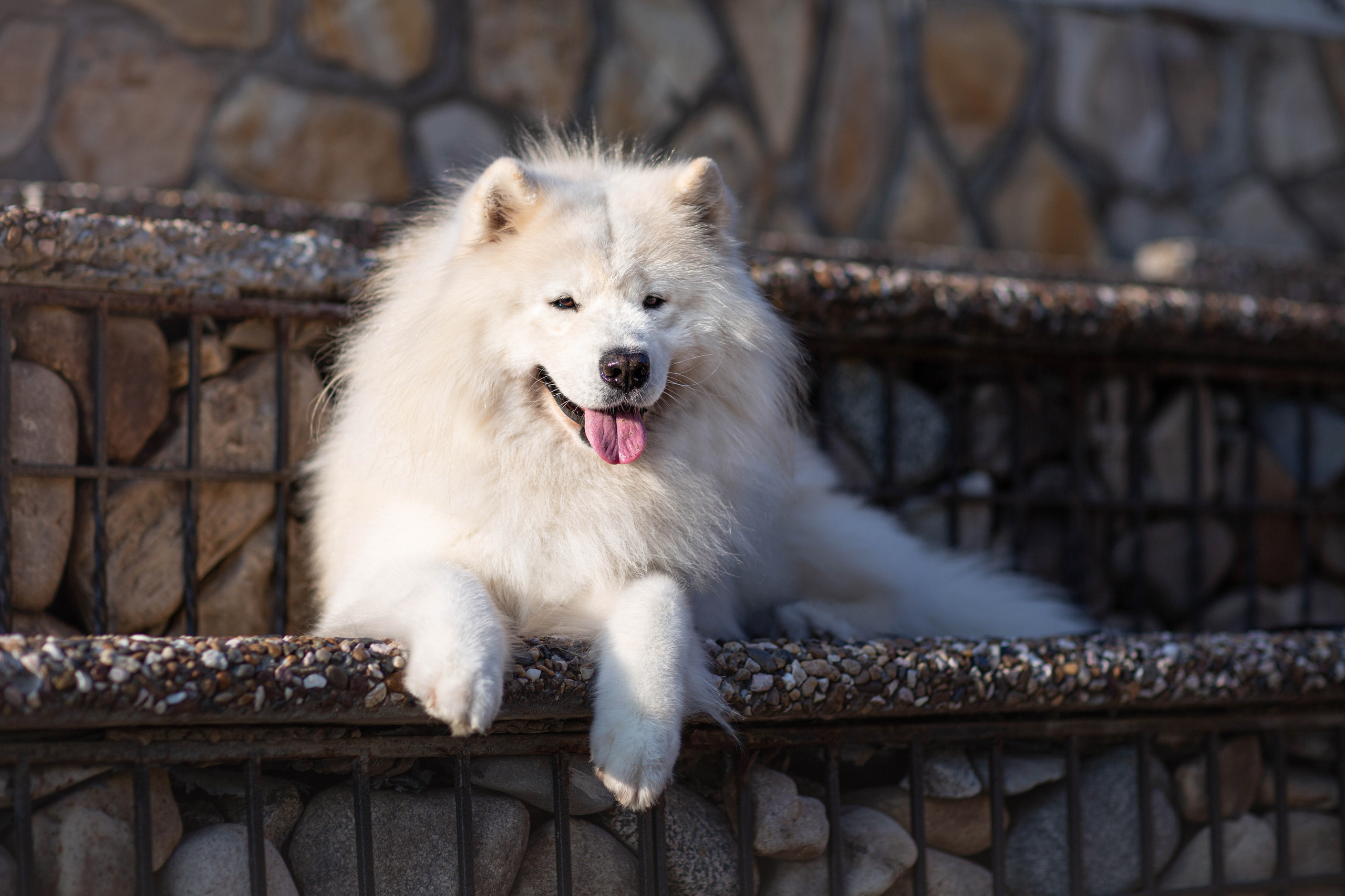 Анималистика. Свадебный и семейный фотограф Елизавета Ермак | Москва и МО