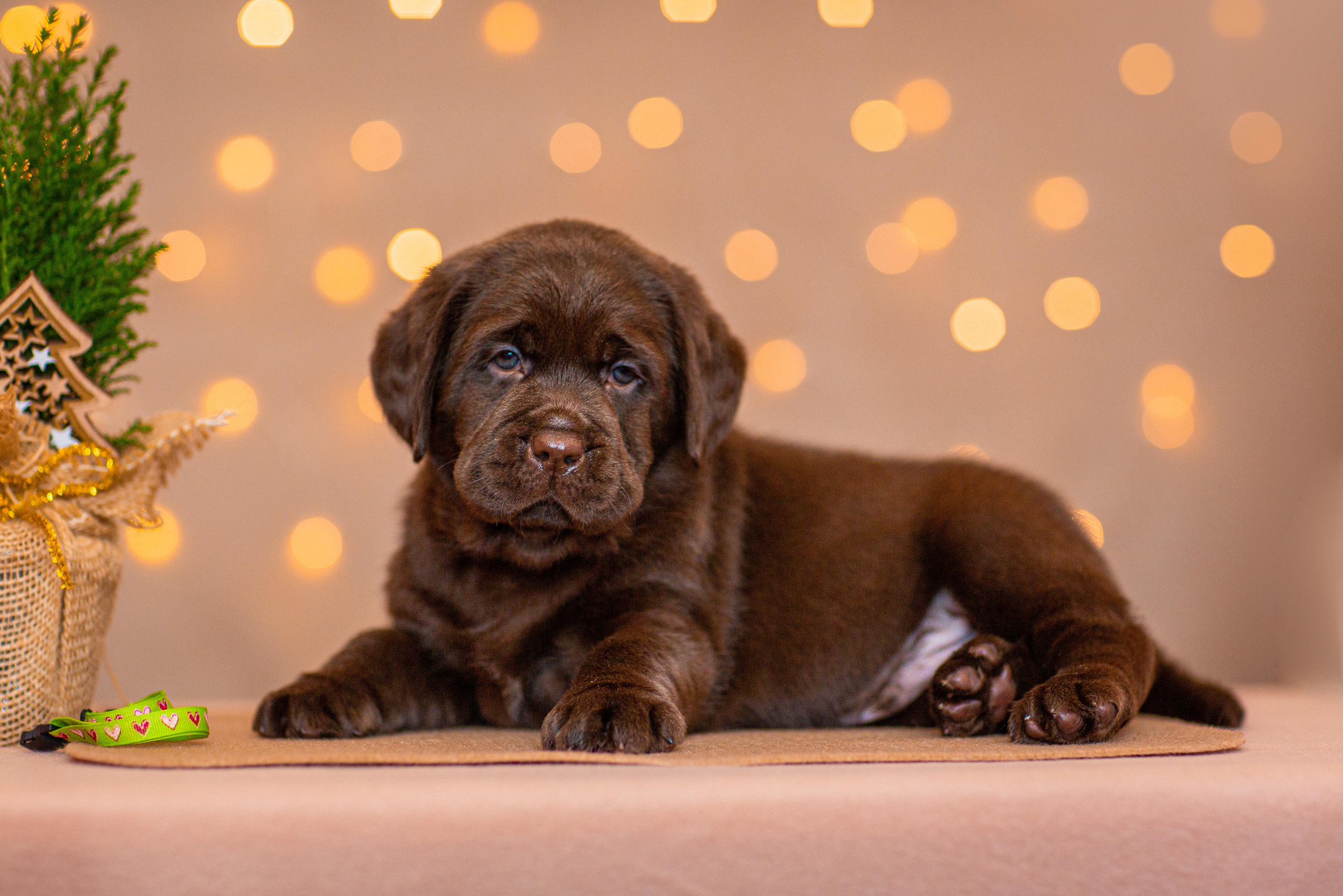 Анималистика. Свадебный и семейный фотограф Елизавета Ермак | Москва и МО