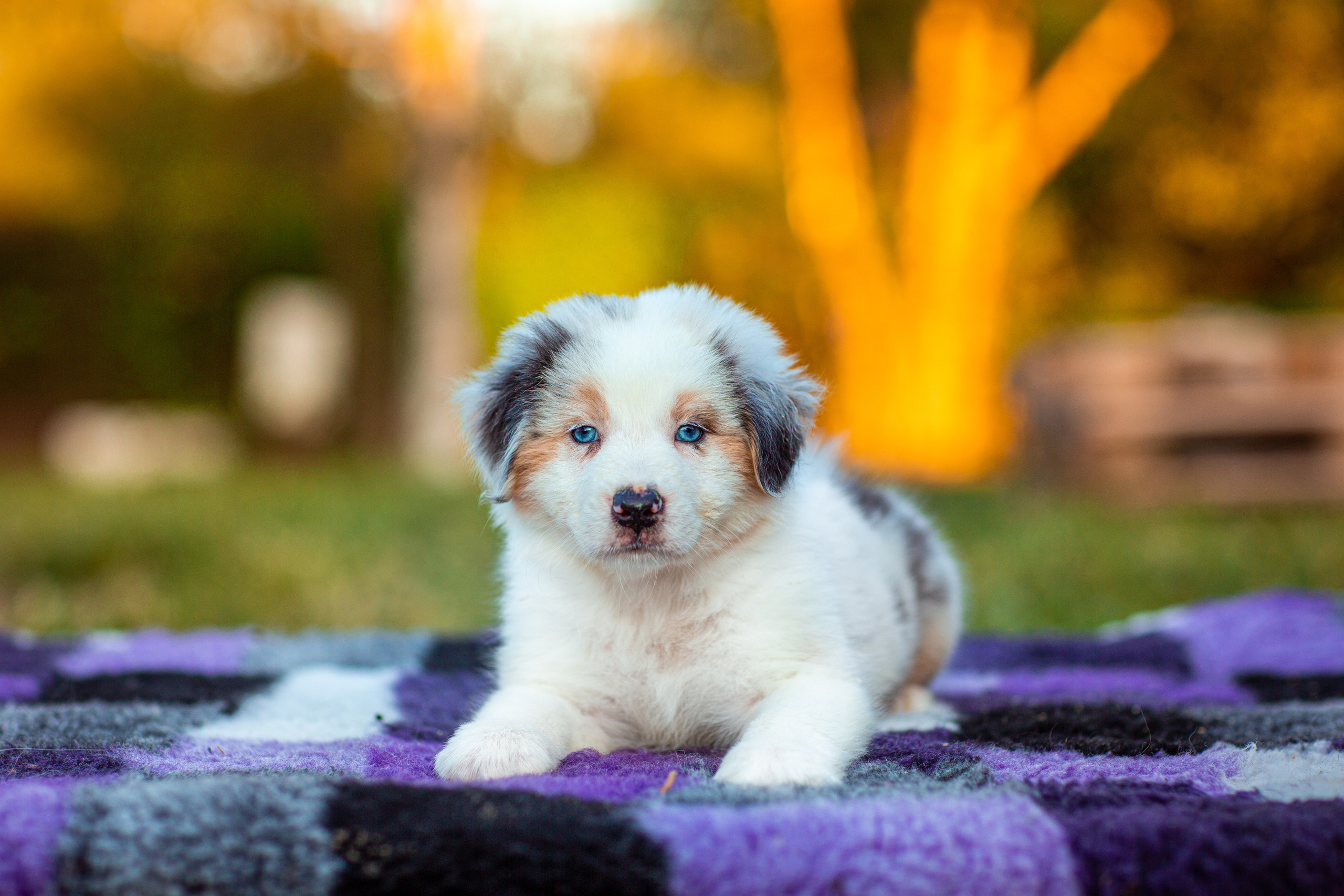 Анималистика. Свадебный и семейный фотограф Елизавета Ермак | Москва и МО