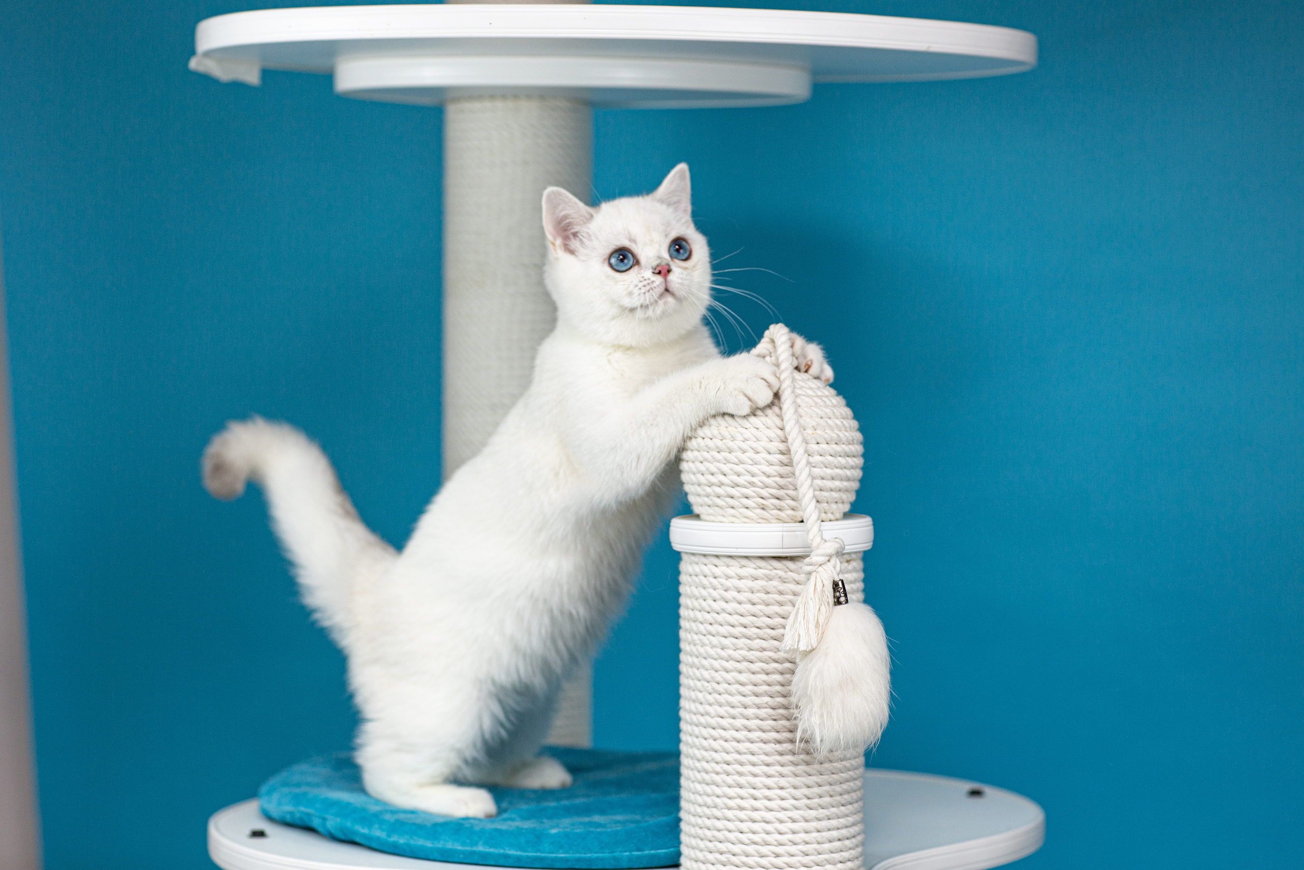 Анималистика. Свадебный и семейный фотограф Елизавета Ермак | Москва и МО