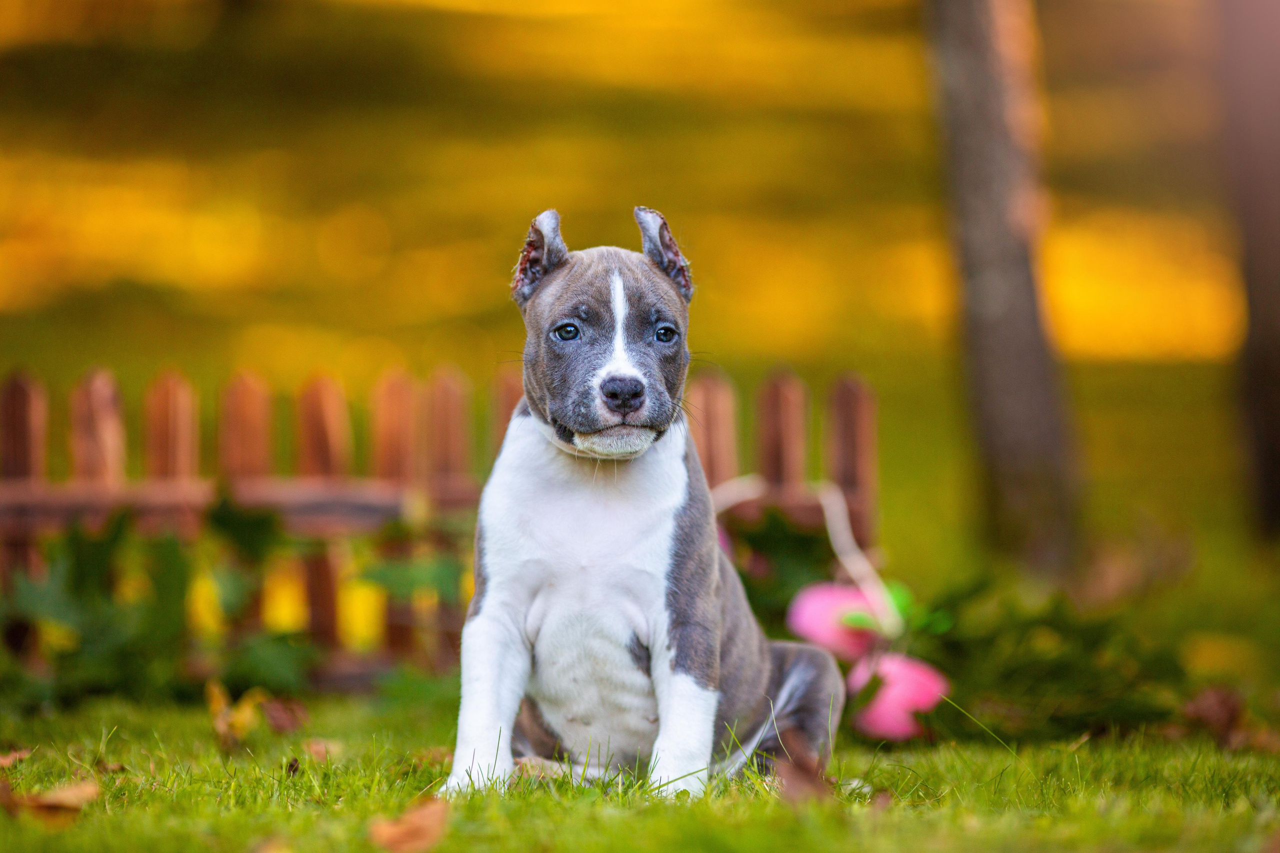 Анималистика. Свадебный и семейный фотограф Елизавета Ермак | Москва и МО
