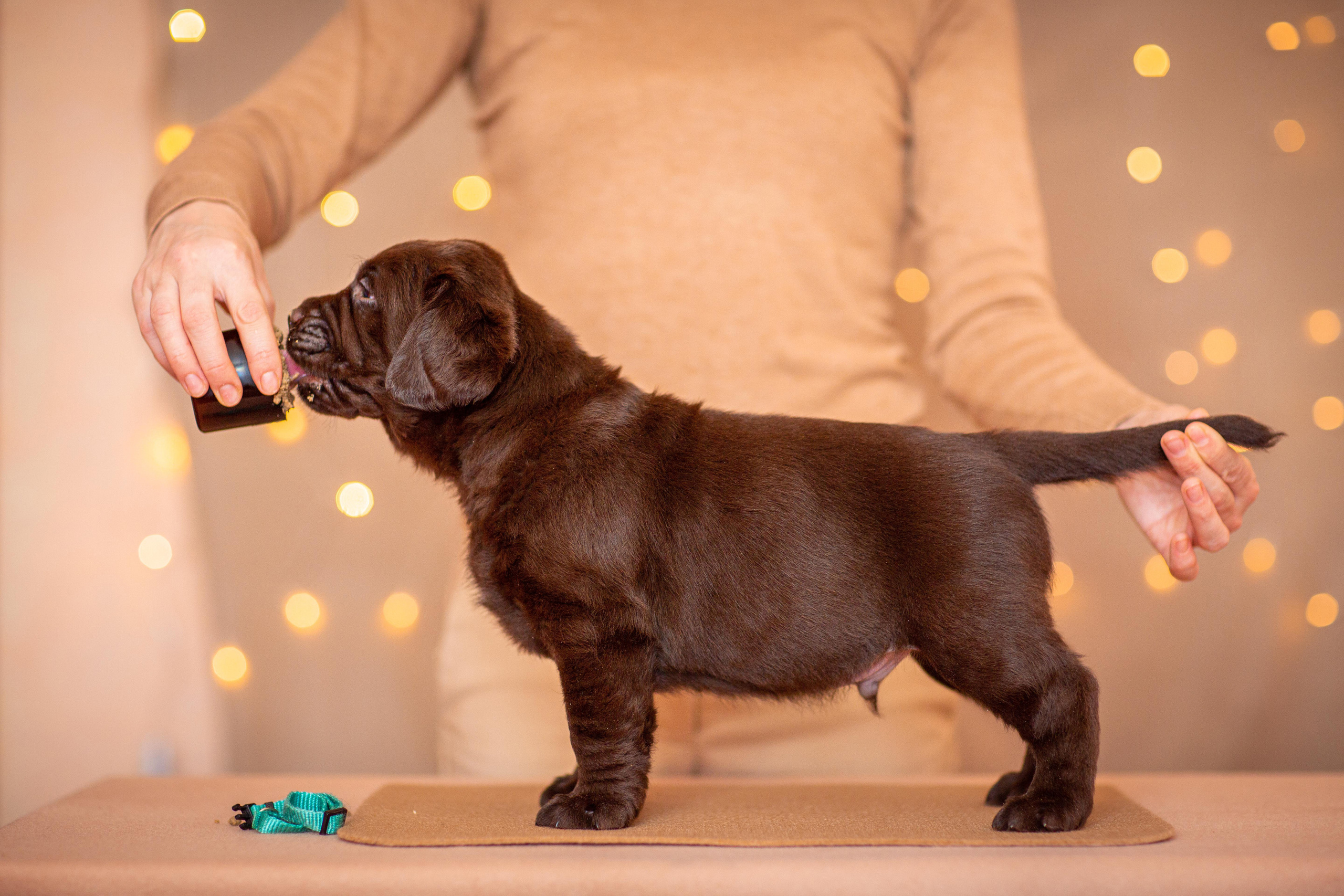 Анималистика. Свадебный и семейный фотограф Елизавета Ермак | Москва и МО