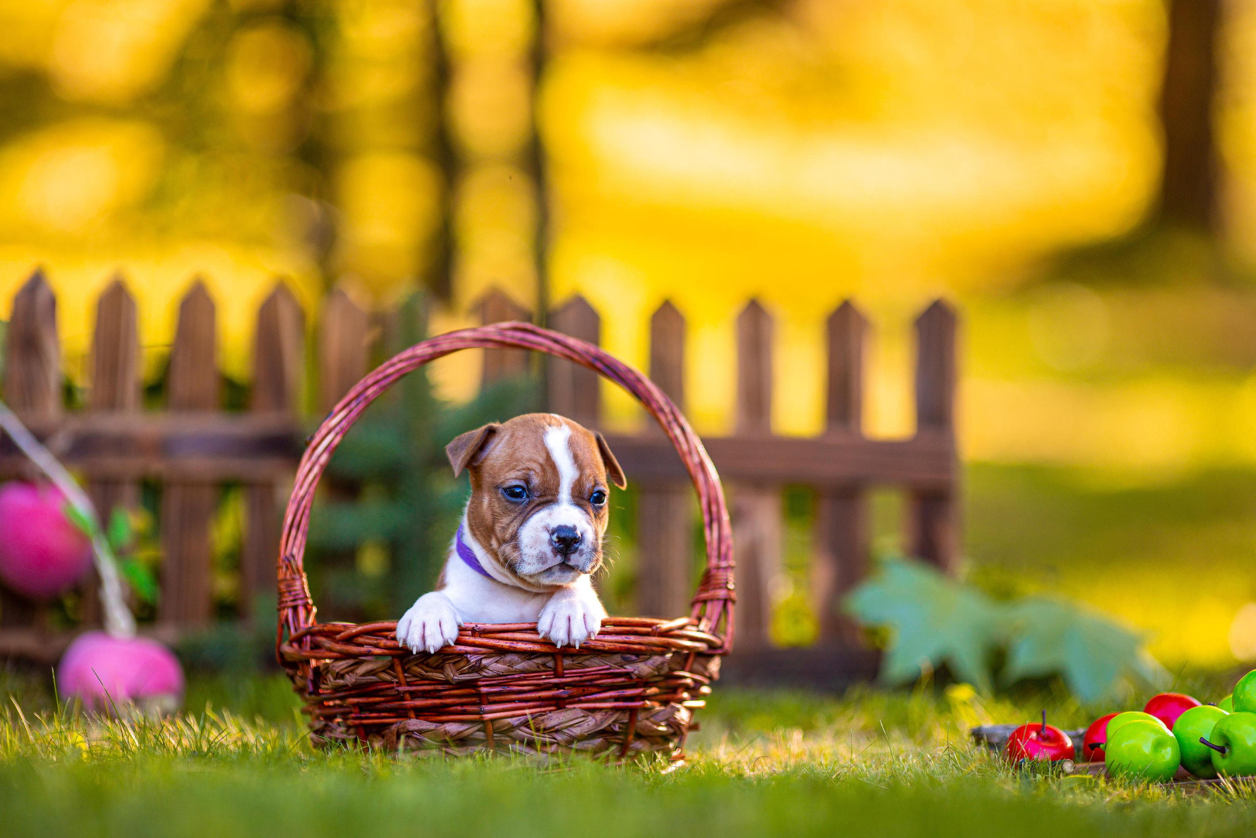 Анималистика. Свадебный и семейный фотограф Елизавета Ермак | Москва и МО