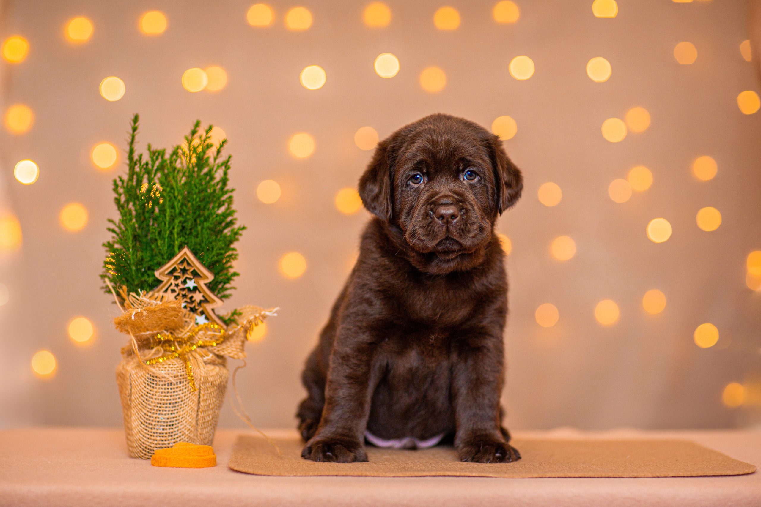 Анималистика. Свадебный и семейный фотограф Елизавета Ермак | Москва и МО