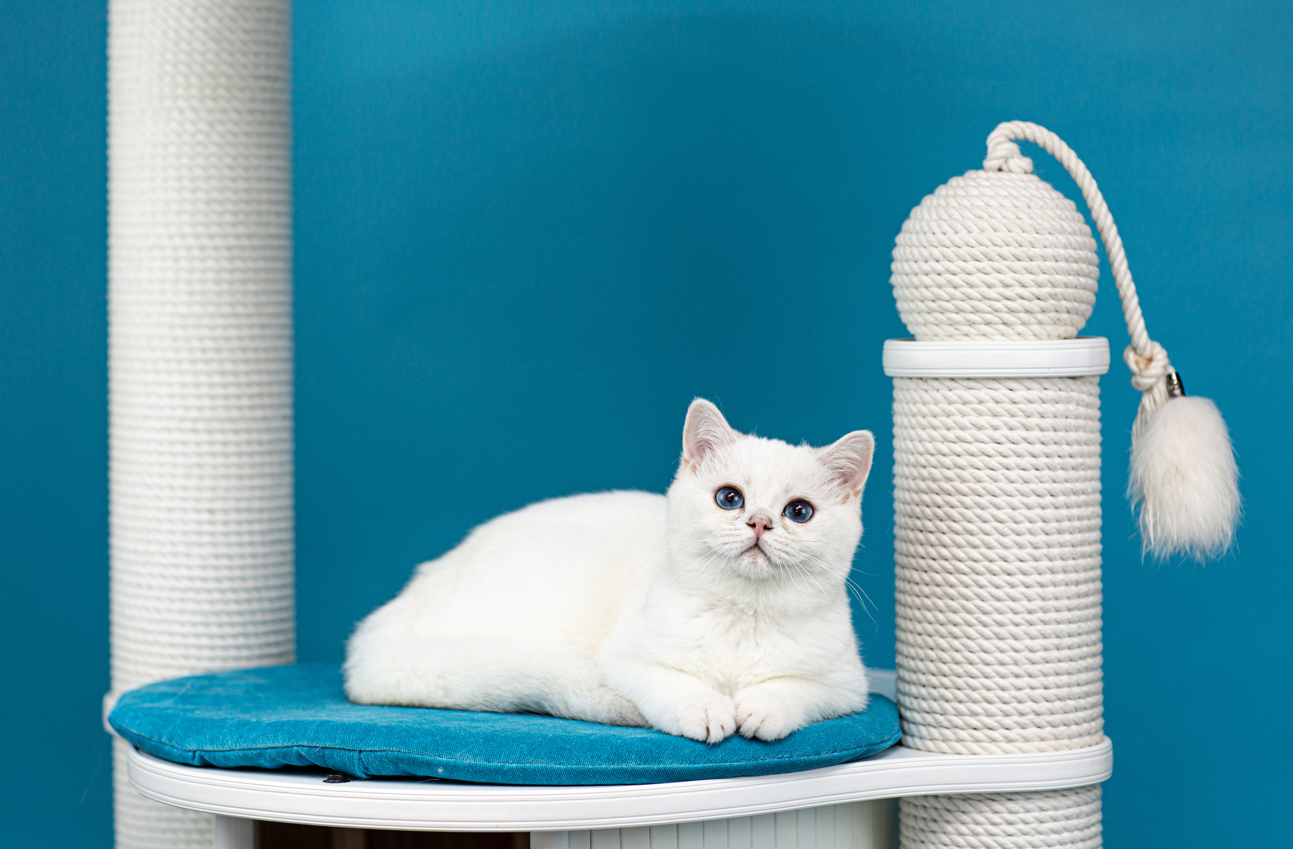 Анималистика. Свадебный и семейный фотограф Елизавета Ермак | Москва и МО