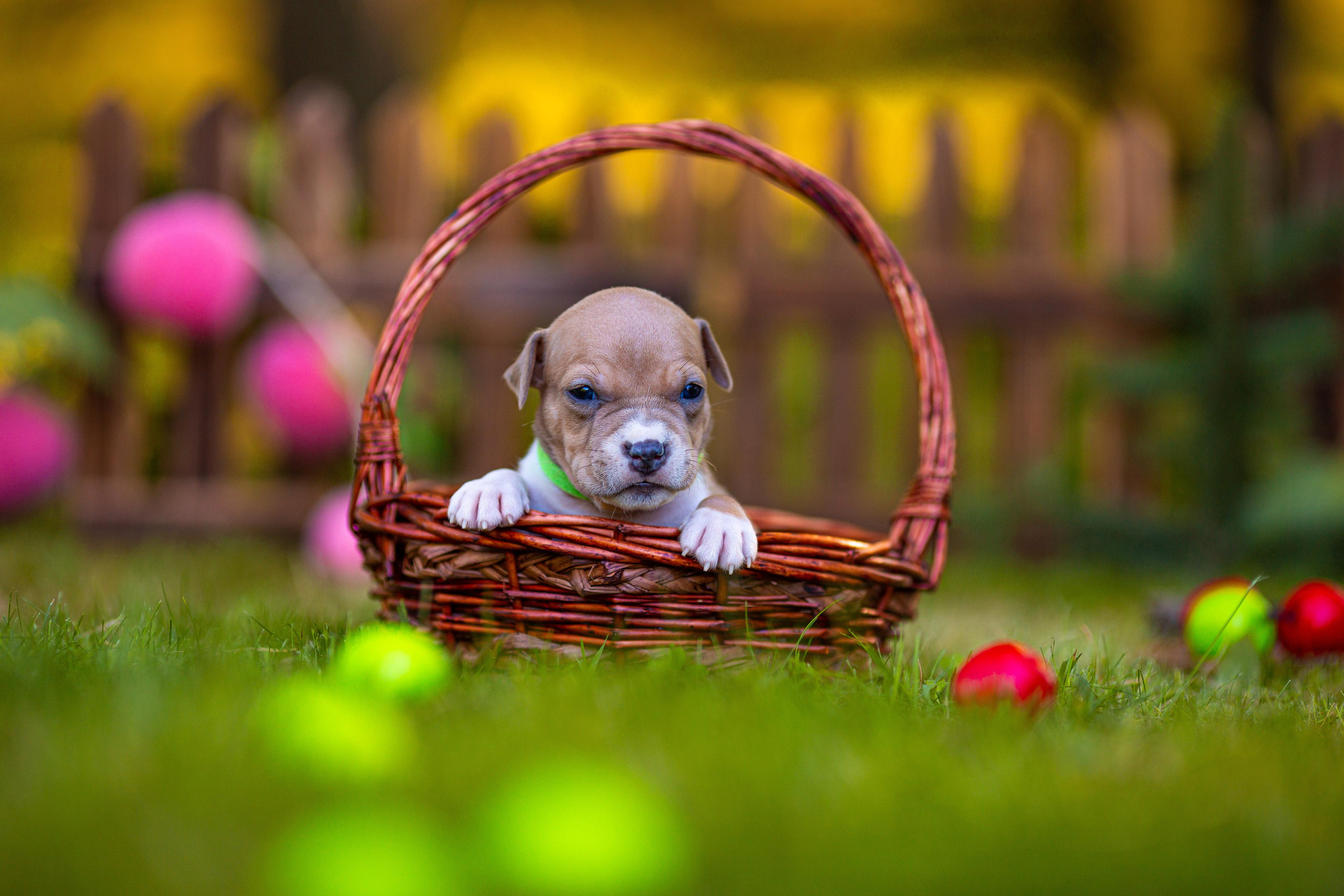 Анималистика. Свадебный и семейный фотограф Елизавета Ермак | Москва и МО