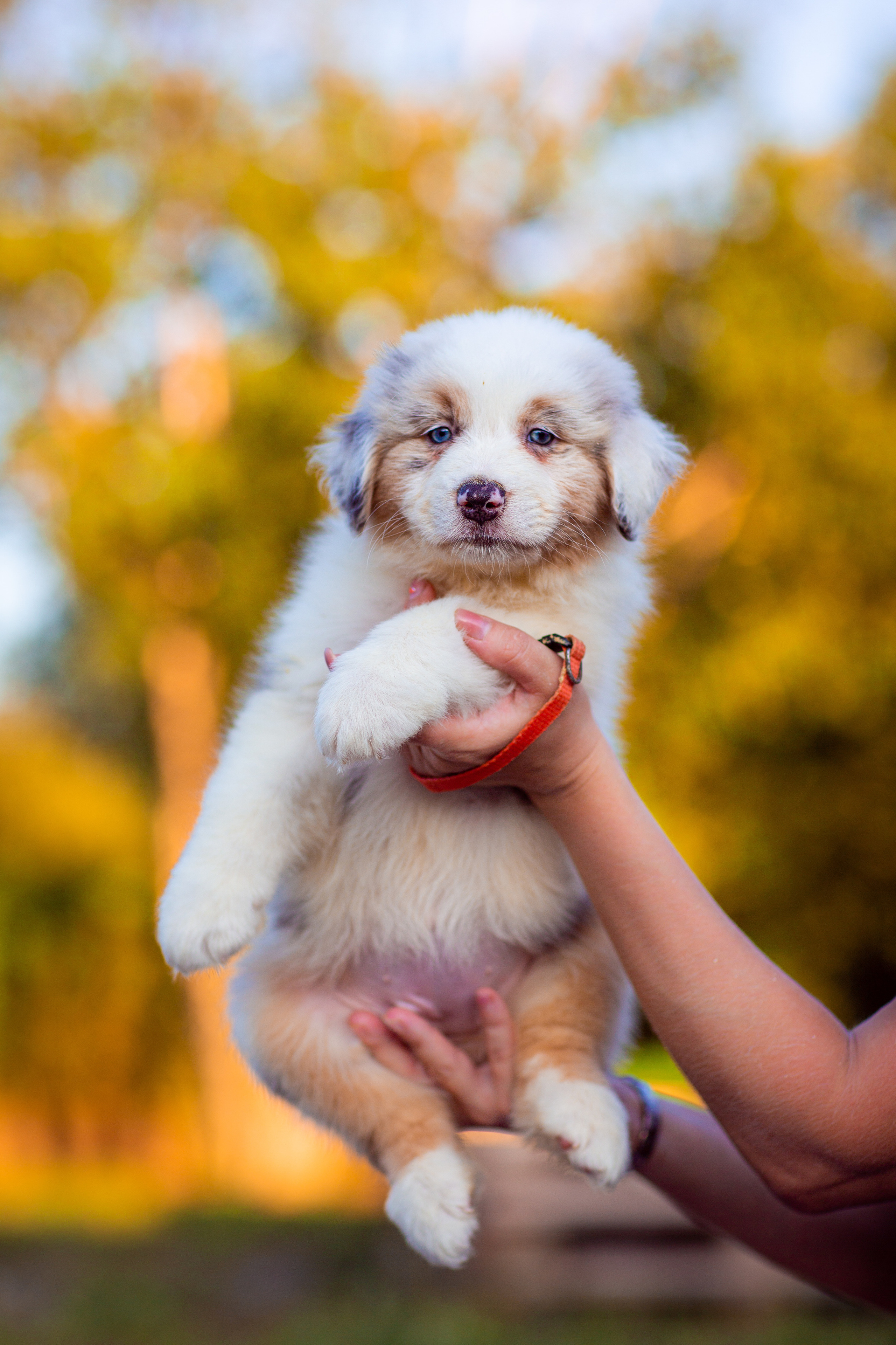 Анималистика. Свадебный и семейный фотограф Елизавета Ермак | Москва и МО