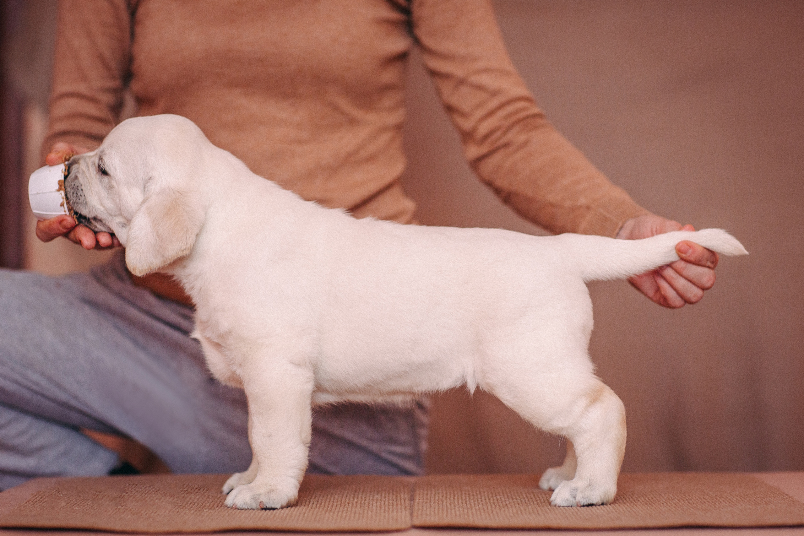 Анималистика. Свадебный и семейный фотограф Елизавета Ермак | Москва и МО