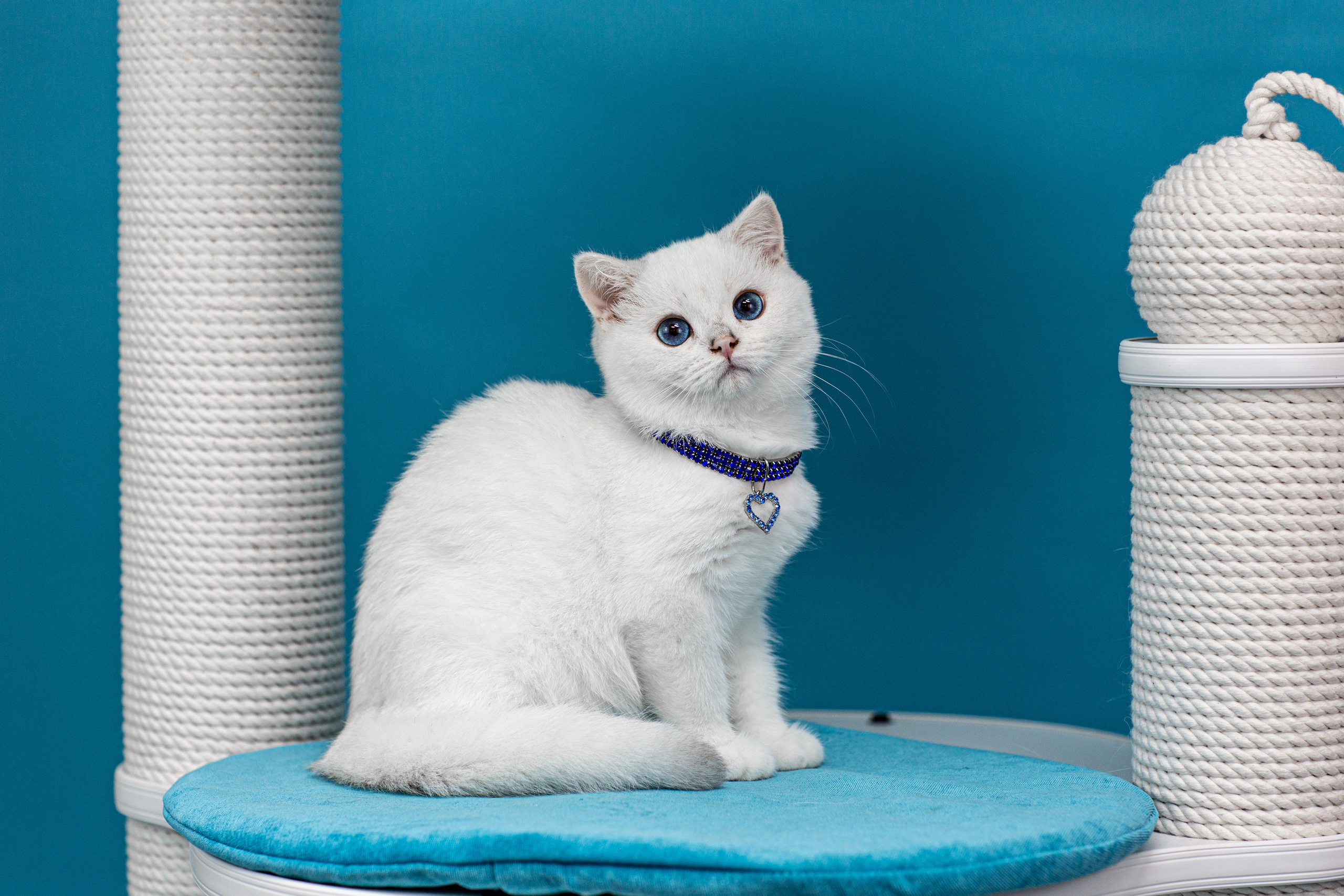 Анималистика. Свадебный и семейный фотограф Елизавета Ермак | Москва и МО