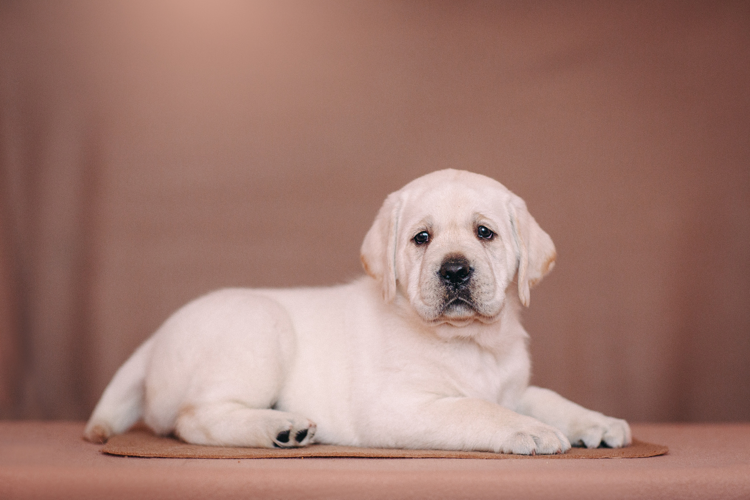 Анималистика. Свадебный и семейный фотограф Елизавета Ермак | Москва и МО